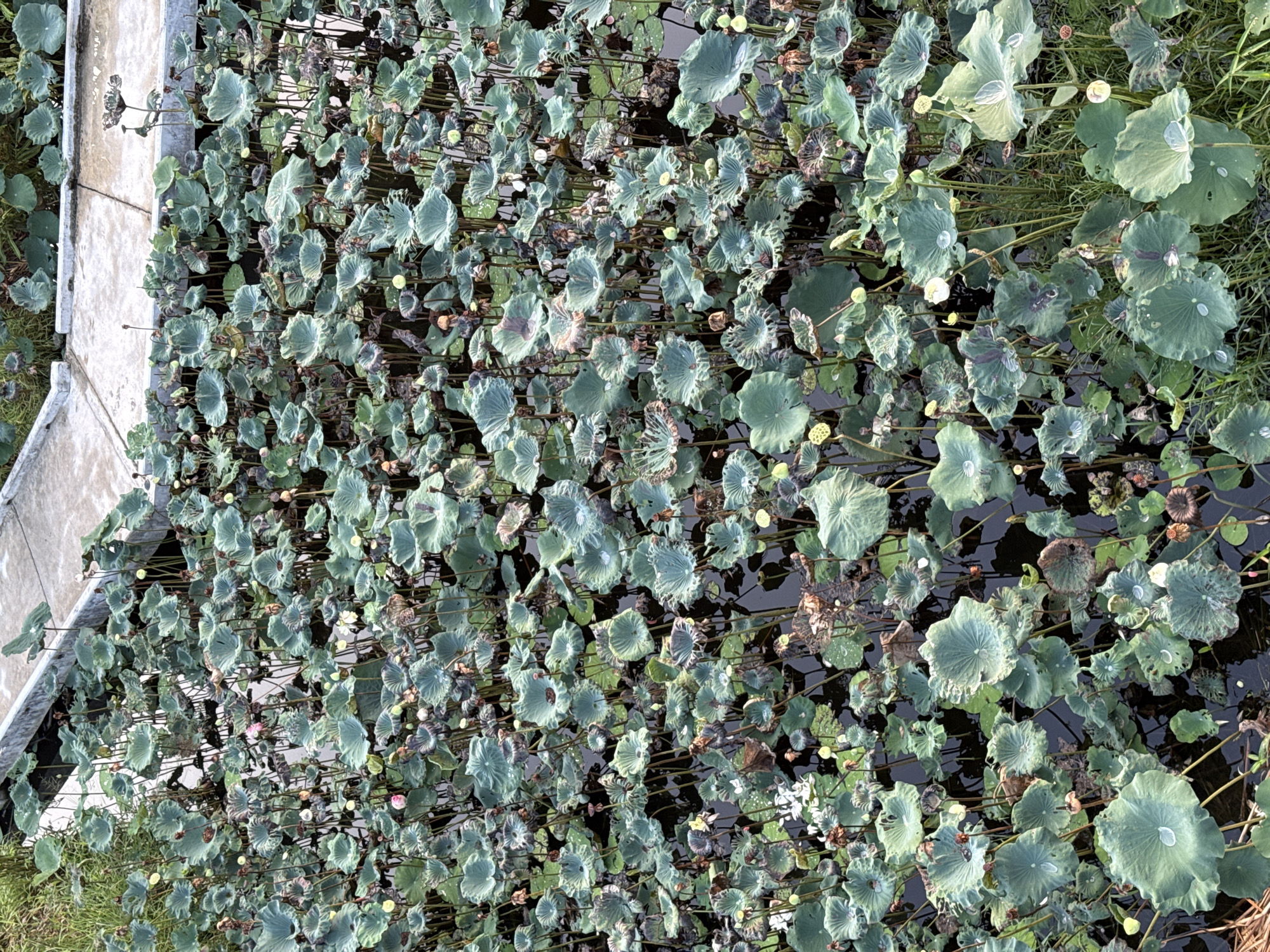 The image depicts a dense lotus pond adjacent to a concrete structure. The lotus plants are predominantly green, with a mix of mature leaves and developing buds. Some flowers appear to be blooming, revealing white and pink petals. The water surface is partially obscured by the foliage. The image was taken in Bangkok, Thailand.