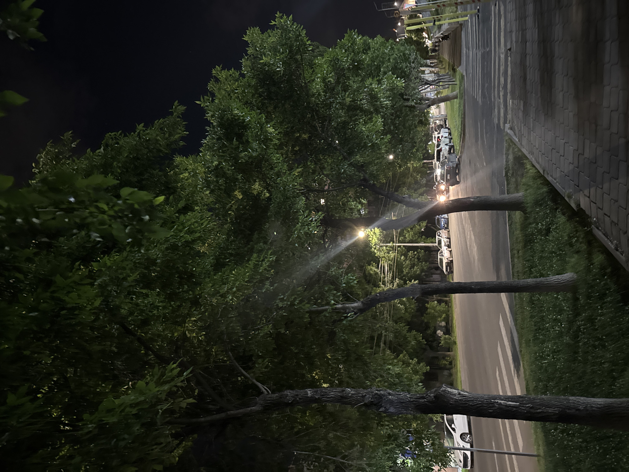 The image, when correctly oriented to portrait aspect, presents a nighttime street scene in an urban or suburban area, consistent with the given context of Yerevan, Armenia.
Numerous large, leafy trees with dense green foliage dominate the left side of the frame, their dark mass silhouetted against the dark night sky. Several prominent tree trunks rise from a grassy area that extends towards the road. Bright artificial light sources from streetlights are visible behind and through the trees, casting beams of light that cut through the foliage.
On the right, a paved road stretches into the distance, marked with white lines that suggest parking or traffic lanes. A line of cars, some with illuminated headlights, are parked or driving along the road. A white car is visible in the lower foreground. Adjacent to the road, a textured block-paver sidewalk runs parallel, separated by a narrow strip of grass.
The scene is entirely lit by artificial streetlights and car headlights, indicating it is night. The sky is dark and clear, with no visible clouds. No people are visible in the frame, and there is no discernible text. The overall atmosphere is quiet and still, typical of a peaceful night on a tree-lined street.