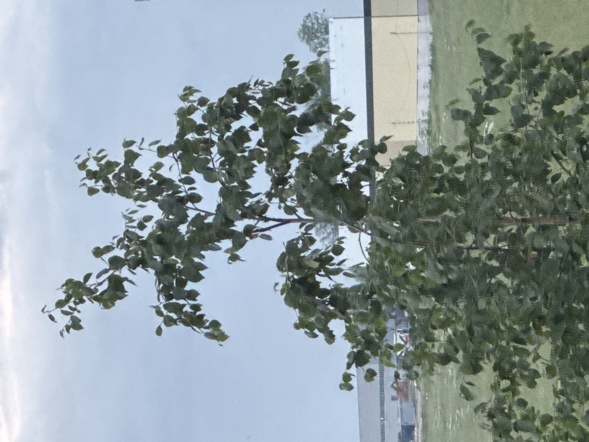A tree with green leaves stands in the foreground against a cloudy sky. In the background, there are buildings and a grassy field. The image appears to be taken in Domodedovo, Russia.