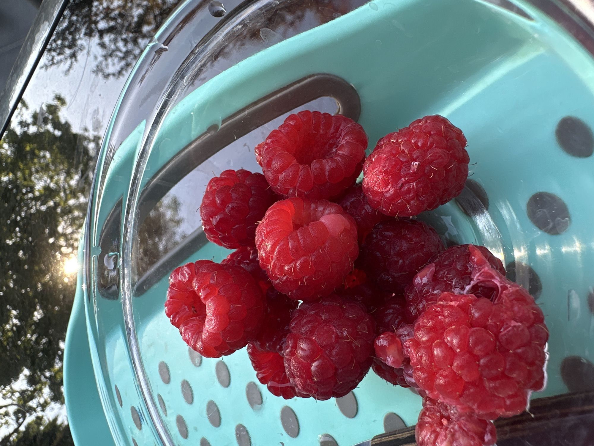 A close-up, overhead shot shows a pile of ripe raspberries in a teal-colored colander. The colander is made of plastic and has numerous circular holes. The raspberries are bright red and appear to be fresh, with some water droplets visible on their surfaces. The background is out of focus, but it appears to be outdoors with sunlight reflecting off a surface, possibly a car or a table. Trees with green leaves are also visible in the background, suggesting a natural setting. The image does not contain any information about the city of Krefeld, Germany, or any people.