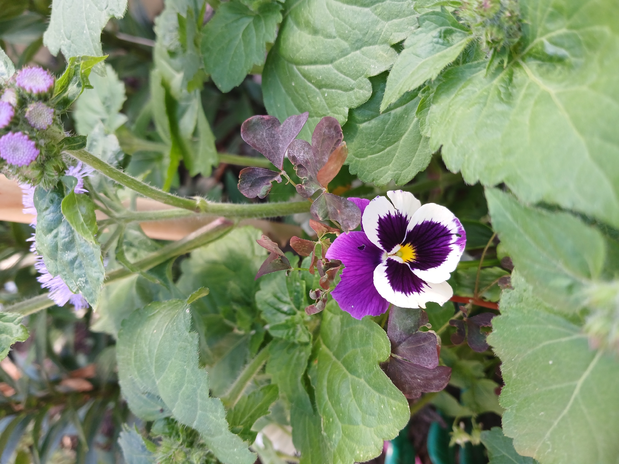 The image shows a close-up of a single pansy flower with purple, white, and dark purple petals. The flower is surrounded by green leaves and some purplish-red leaves. In the background, there are small purple flowers and a bamboo-like stem. The setting appears to be a garden or natural environment. There are no people or animals visible in the image. The image does not provide any information about the location in the city of Vasilyevo, Russia.