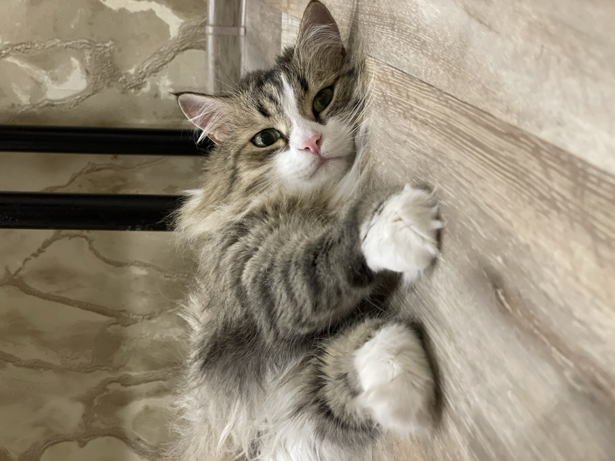 A medium, horizontal shot shows a fluffy, brown, grey, and white cat lying on its side with its paws tucked up in the air. The cat is resting against a light brown vertical surface and appears to be relaxing. The cat has green eyes, a pink nose, and long white whiskers. The background features a surface with a faux marble design. Behind the cat, there is a black horizontal bar, and a vertical, light grey bar is visible in the upper left corner. The location is unknown and cannot be definitively placed in Izhevsk, Russia without additional information.