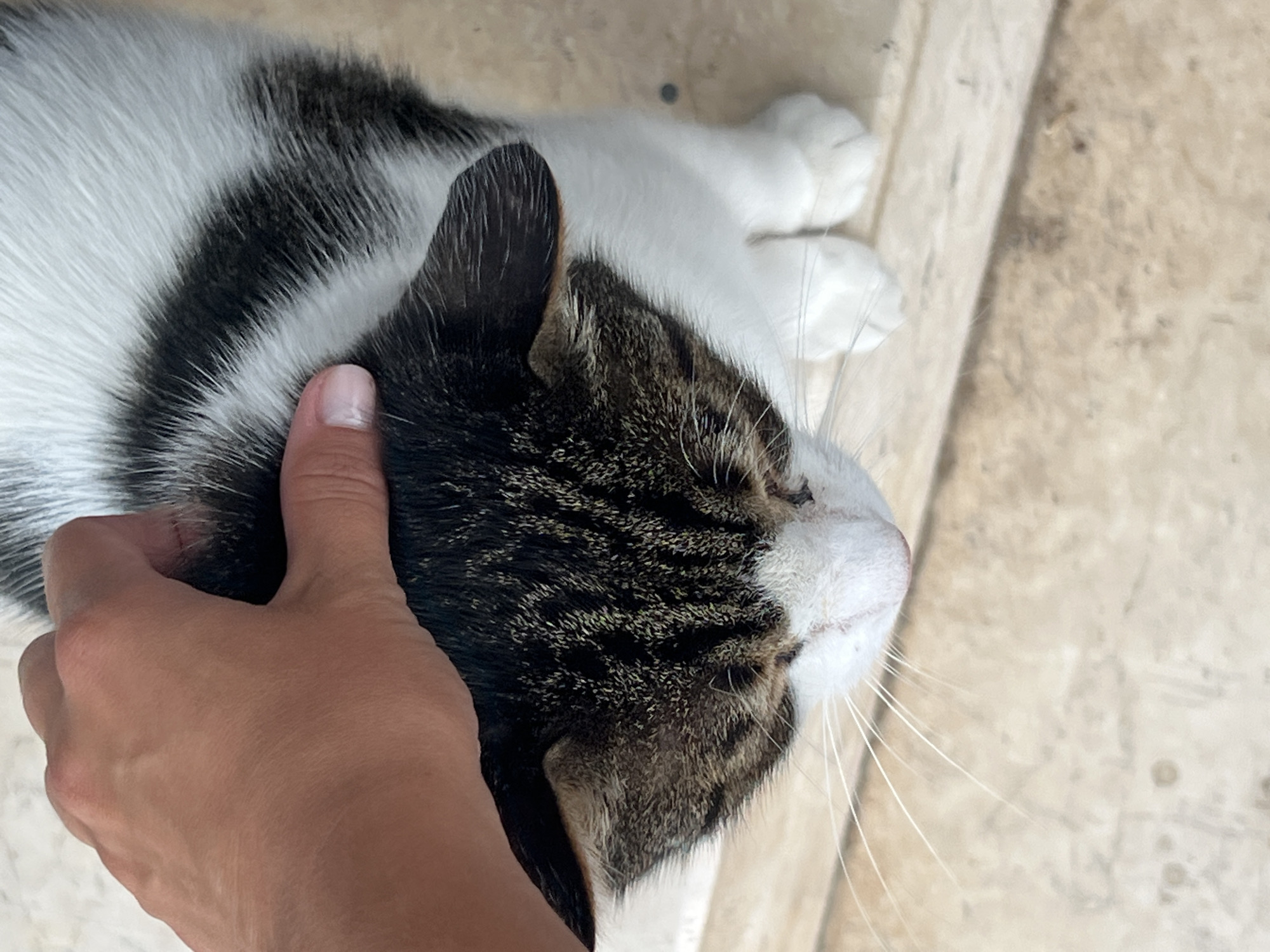 The image shows a close-up, top-down view of a tabby and white cat being petted. The cat is lying down, with its head and upper body visible. Its fur is marked with dark brown and black stripes on a white background. A human hand is gently stroking the cat's head, with the thumb and index finger visible. The cat's eye is closed, suggesting it is relaxed and enjoying the attention. Its whiskers are long and white.
The cat is lying on a light-colored, textured surface, possibly a stone patio or floor. In the background, other parts of the cat's body, including its white paws, are visible. The lighting suggests it is daytime, likely outdoors. The overall impression is one of a peaceful and affectionate moment between a pet and its owner. The context of Antalya, Turkey, suggests a warm climate, which aligns with the cat being outdoors and relaxed. There is no visible text in the image.