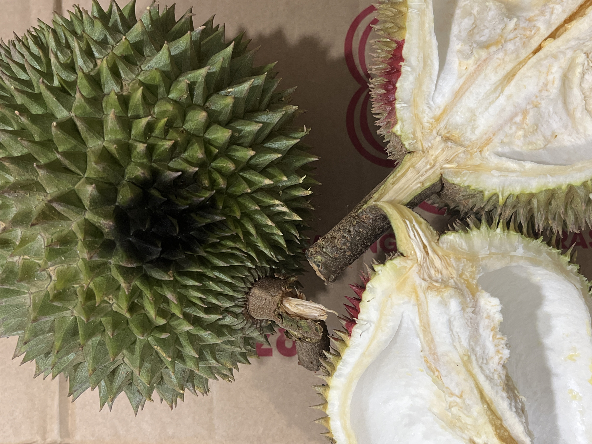 The image displays a close-up, overhead view of a durian fruit that has been cut open. The top portion of the image shows the spiky green exterior of the intact fruit. The bottom portion reveals the interior, with white, fleshy pulp surrounding a central woody structure and remnants of the stem. The cut edges of the rind exhibit a yellowish-green hue with small, sharp protrusions. The fruit is positioned on a brown, textured surface that appears to be cardboard, with faint red concentric circles visible in the background. There are no people or animals present in the image, and no specific location in Teluk Air, Indonesia, can be identified from the visual information provided.