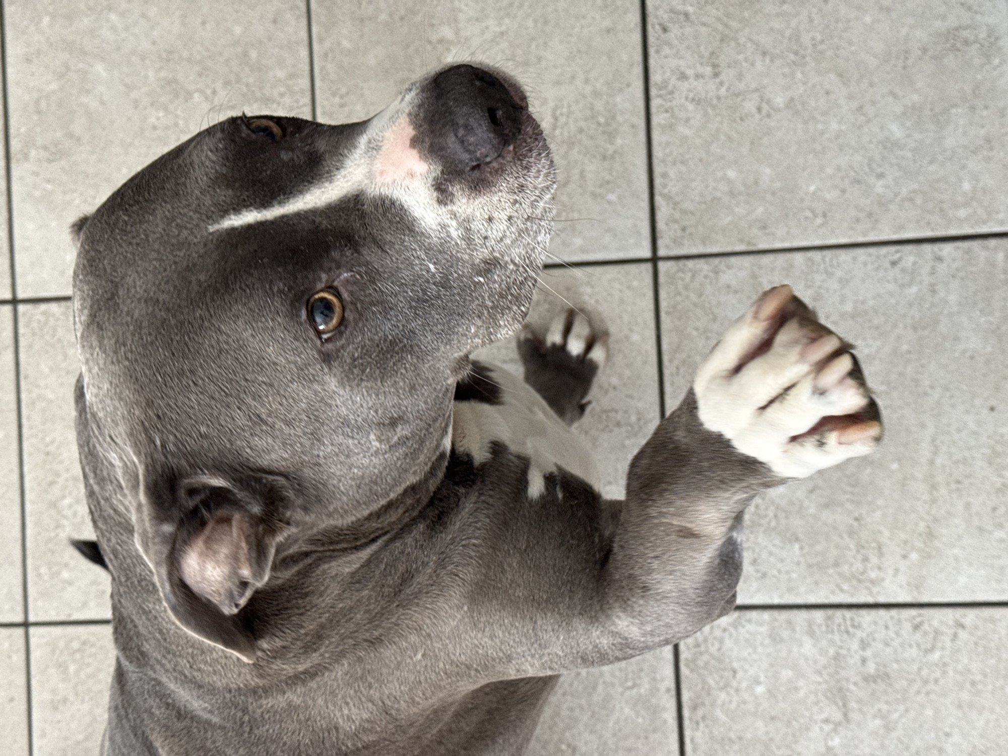 A blue and white pitbull-type dog sits on a gray tiled floor. The dog is looking up with its right paw raised, as if begging or trying to get attention. The dog has short gray fur and a white stripe on its head. There is no indication of the location being Esch-sur-Alzette, Luxembourg.