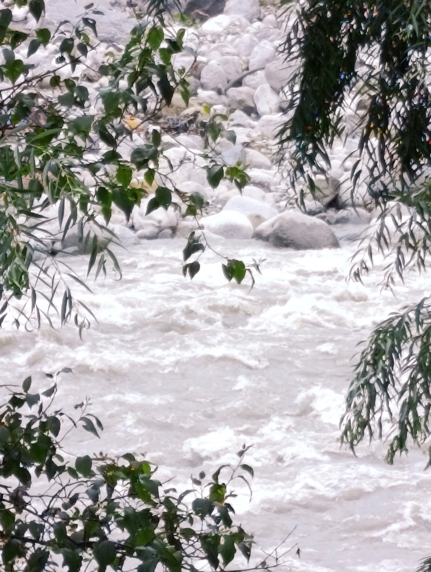 The image shows a muddy, fast-flowing river with white water rapids and large, smooth grey rocks along the riverbank. Green foliage from trees hangs into the frame from the top and bottom left, obscuring parts of the scene. The scene appears to be a natural landscape, likely a river in a mountainous region given the rocks and rapids. There are no people or man-made structures visible. This scenery is typical of the Beas River in the Kullu Valley, near the village of Kalath, India, which is known for its natural beauty and turbulent waters during certain seasons.