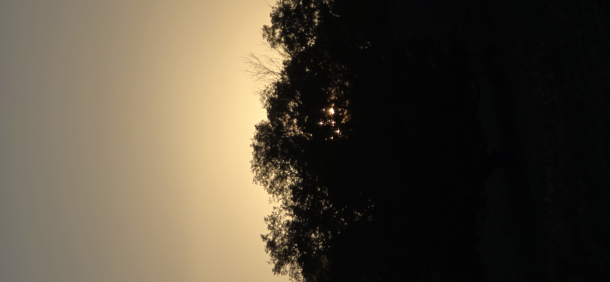This is a vertical, full-frame shot of a silhouetted treeline against a gradient sky. The sky transitions from a pale yellow at the horizon to a muted gray at the top of the frame. Sunlight is breaking through the dense foliage of the trees, creating starburst-like glints of light. The lower portion of the image is almost entirely black, obscuring any details of the ground or landscape beneath the trees. The scene suggests a natural setting, possibly a park or the outskirts of a rural area, with the sky indicating either dawn or dusk. There are no people or specific landmarks identifiable within the frame.