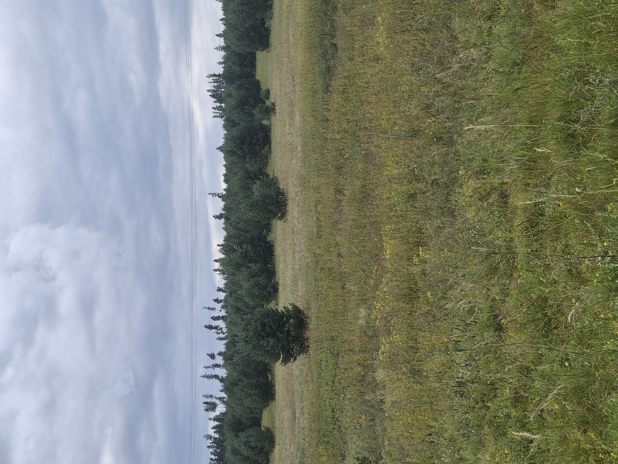 The image shows an outdoor landscape with a wide grassy field in the foreground and a dense forest in the background. The sky above is overcast with gray clouds. Three parallel power lines stretch horizontally across the upper portion of the image, above the treeline. The field is covered in various grasses and some wildflowers, with a single, mature pine tree standing prominently in the middle ground. The forest appears to be primarily composed of coniferous trees, with some taller, sparser trees visible at the edge of the forest, silhouetted against the sky. The terrain appears mostly flat, with a slight incline towards the forest. The scene depicts a natural, rural environment.
