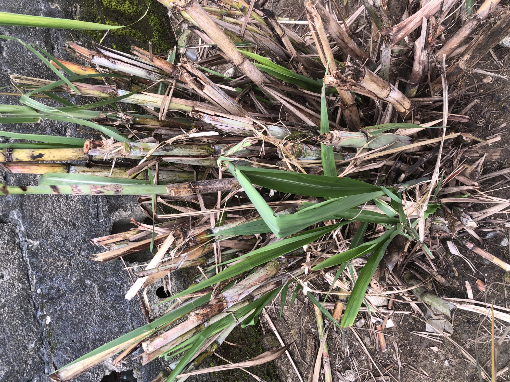 The image shows a close-up, eye-level shot of a cluster of sugarcane stalks growing in an outdoor environment, likely in the city of Ado, Nigeria. The sugarcane stalks are of varying stages of maturity, with some appearing green and leafy, while others are dry and brown, with broken sections and remnants of dried leaves. They are densely packed together, forming a somewhat unruly bush. In the background, a rough, grey concrete wall occupies the upper left portion of the frame. The ground beneath the sugarcane is a mixture of dry earth, scattered straw-like debris from the sugarcane, and some small stones. A hint of green moss is visible on the concrete wall on the right side of the image. There are no people or animals present in the scene, and no discernable actions or interactions are taking place. The lighting suggests it is daytime, with natural light illuminating the subjects.
