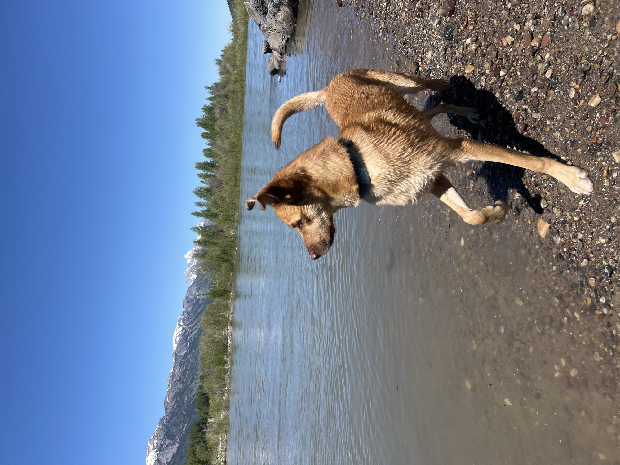 A medium-sized, light brown dog with a dark collar stands at the pebbled edge of a wide, murky river in Wilson, United States of America. The dog is positioned in profile, facing left towards the water, with its right front paw lifted. Its fur appears damp. Across the river, a dense line of green trees and bushes precedes a range of snow-capped mountains extending across the horizon. The sky is clear and bright blue. The immediate riverbed is visible through the shallow water, showing small, multi-colored stones. Large, dark rocks are present on the far right bank. The scene is brightly illuminated by sunlight.