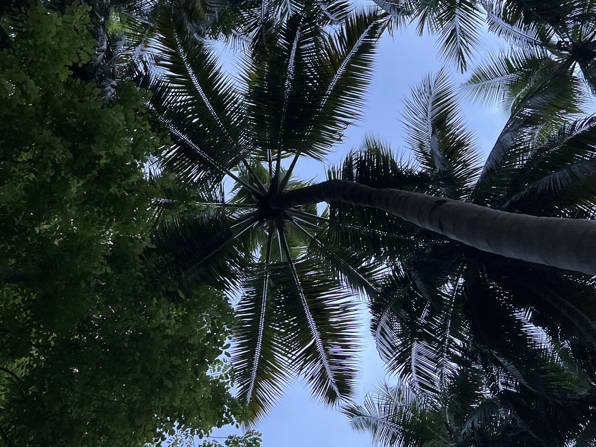 The image shows a view looking upwards into a canopy of trees against a blue sky. The trees include palm trees, identifiable by their fronds, and other trees with broad leaves. The location is Unknown, Unknown. There are no people visible in the image. The dominant action is the growth and presence of the trees.
