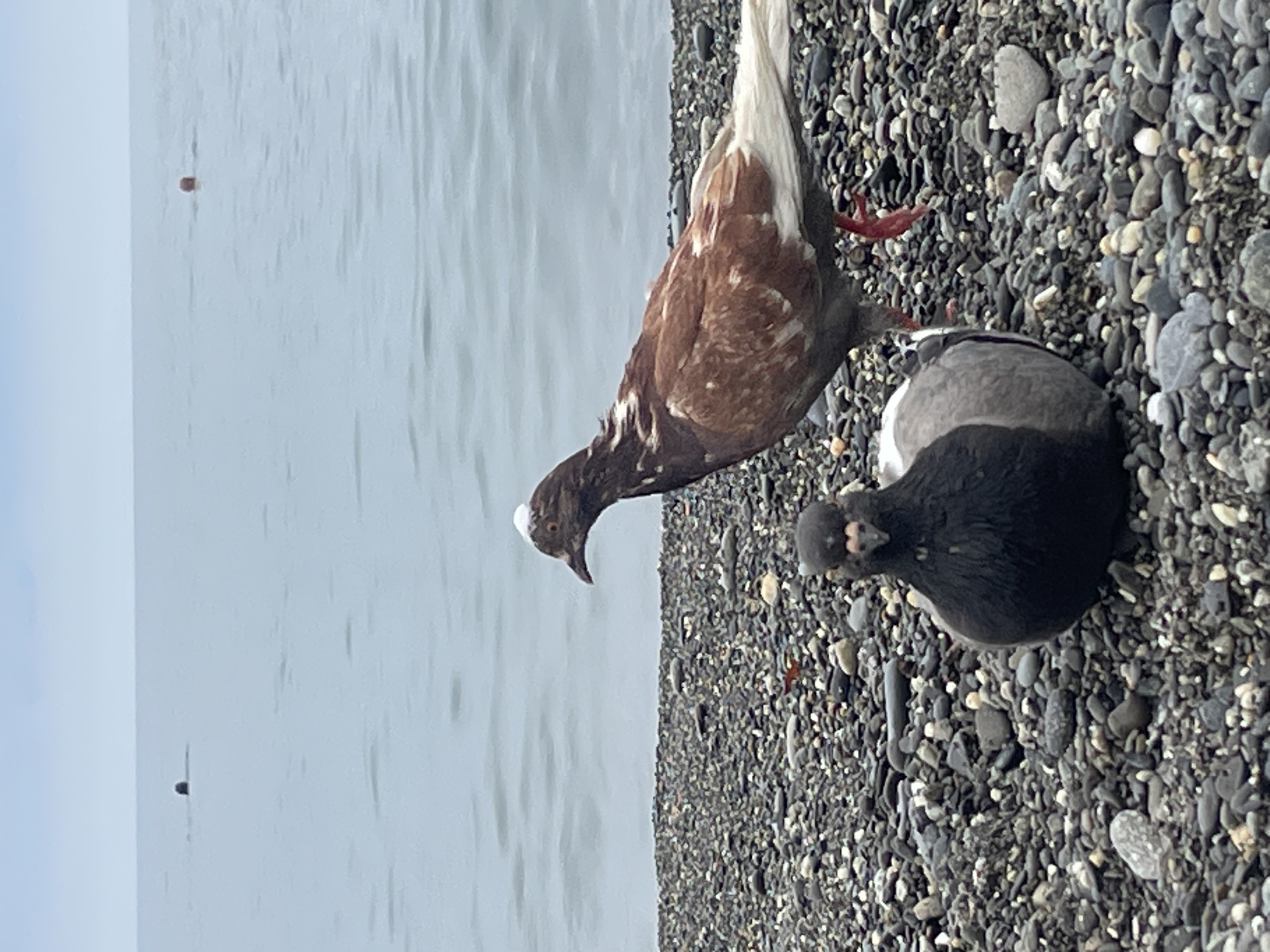 Two pigeons are on a pebble beach with the sea in the background. One pigeon, predominantly black with a grey chest, is facing the camera. The other pigeon, with brown and white plumage and red legs, is standing behind and to the right of the first, looking towards the right. In the distance, two individuals are visible in the water, appearing to be swimming or floating. The sky is overcast. This scene is consistent with a coastal area in Sochi, Russia, likely a public beach.