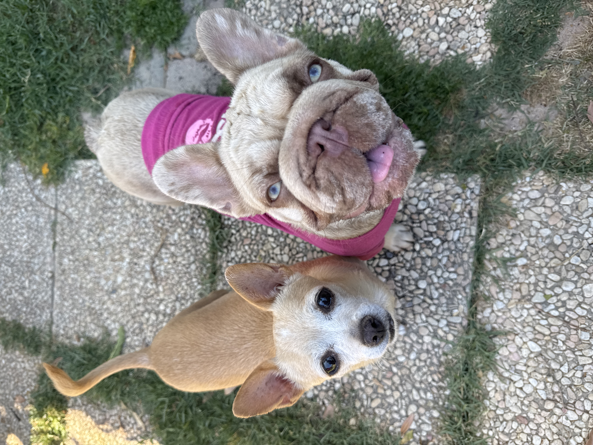 Two dogs are standing on a gravel pathway in an outdoor setting. The dog on the left is a small, tan Chihuahua mix with a white muzzle and dark eyes. It is looking directly at the camera. The dog on the right is a fawn-colored French Bulldog wearing a bright pink vest. This dog has distinctive blue eyes and its tongue is sticking out, giving it a playful expression. The pathway is interspersed with patches of green grass. The image appears to have been taken from a high angle, looking down at the dogs. The background shows more gravel and grass, suggesting a park or garden area. The lighting indicates it is daytime. The scene does not contain any specific identifiable landmarks of San Benedetto del Tronto, Italy.