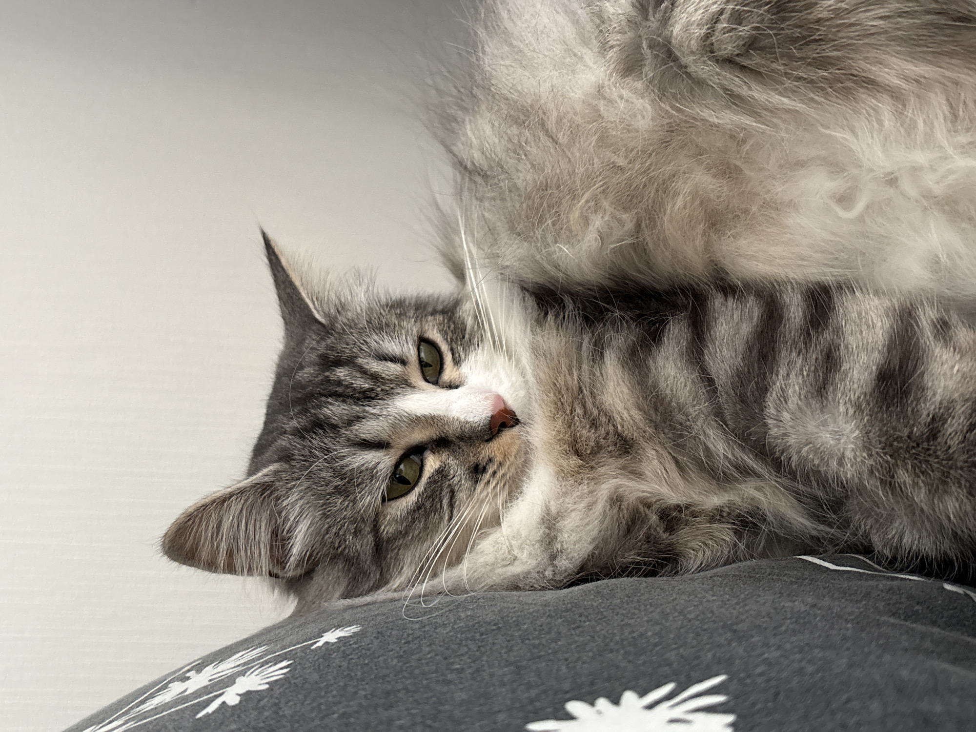 A gray and white tabby cat with green eyes is lying on its side on a gray cushion with white flower designs. The cat's head is near the bottom left of the frame, and its body extends diagonally towards the upper right. The background is a plain white surface. The cat is looking towards the viewer with a slightly tilted head.
