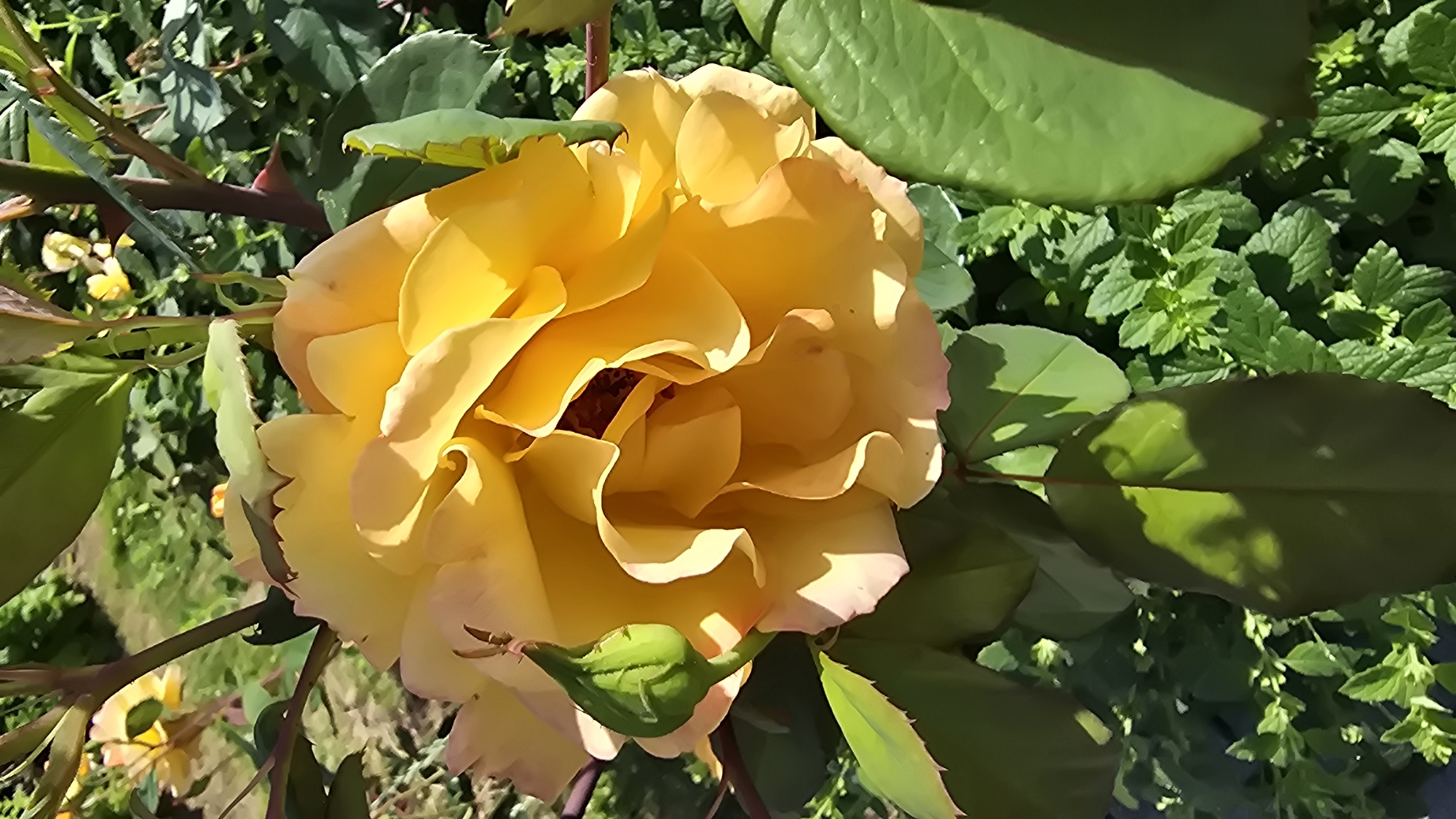 This is a close-up, high-angle shot of a vibrant yellow rose in full bloom, set against a backdrop of lush green foliage. The rose is the central subject, its petals unfurling in a ruffled, layered pattern, with hints of peachy pink at the edges. The center of the rose is darker, with visible stamens. A small, green rosebud is visible in the lower left portion of the frame, pointing upwards. The surrounding leaves are a deep green, some catching the sunlight, creating dappled shadows. The overall impression is one of a bright, sunny day in a garden. The scene is likely outdoors, given the natural light and plant life. There are no people or text visible in the image. The location context provided is Kaunas, Lithuania, suggesting this rose is likely found in a garden or park in that region.