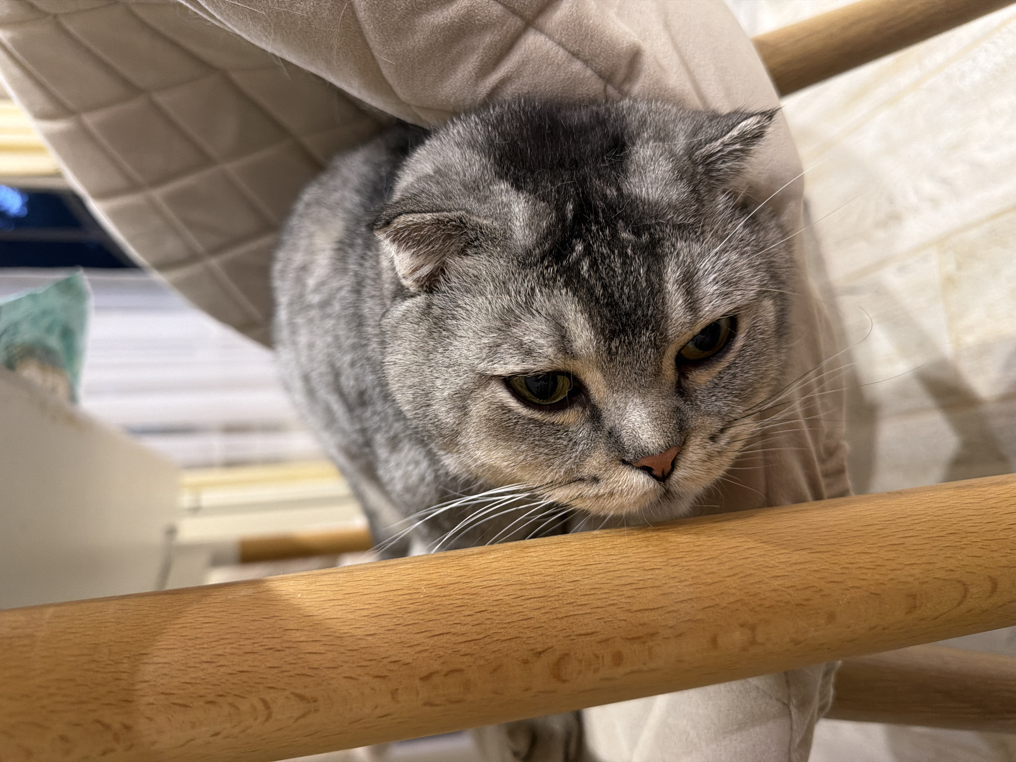 A grey tabby cat is lying on a cream-colored chair. The cat's head is resting on the armrest and its eyes are looking towards the camera. The cat's fur is short and its ears are folded back, giving it a somewhat flattened appearance. The chair is upholstered in a quilted fabric. There is a wooden chair leg in the foreground, which is out of focus. The background is blurred and appears to be an indoor setting with soft lighting. There is no information available about the location being in Semiluki, Russia.