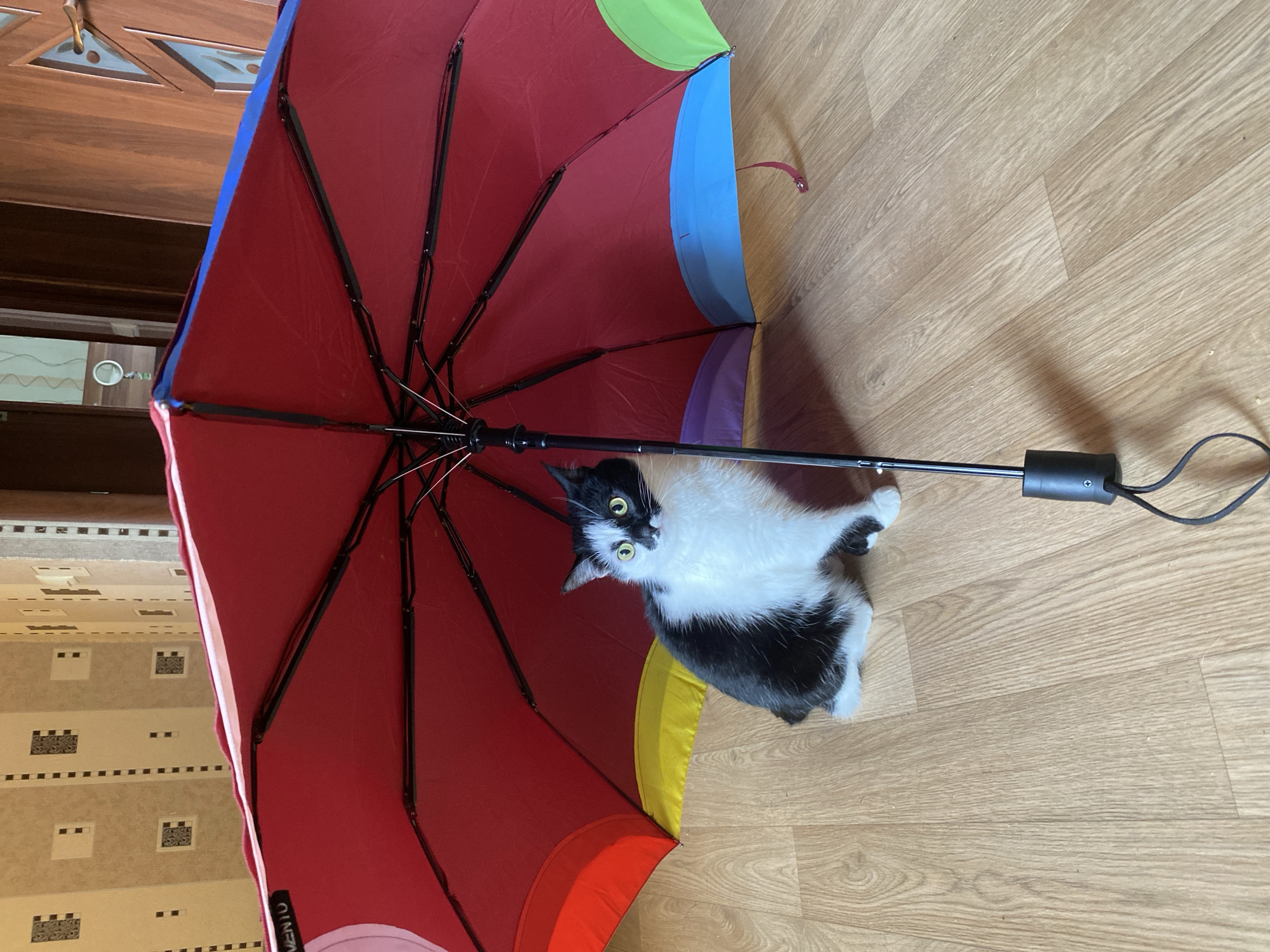 A black and white cat is sitting under a large, open, multicolored umbrella indoors. The umbrella is red with sections of yellow, blue, purple, and green visible on its outer edge. The cat is looking towards the camera with wide, green eyes and has a curious expression. It is sitting on a light-colored wooden floor. In the background, there is a wall with wallpaper featuring a geometric pattern and a wooden door. The scene appears to be in a residential interior. There is no indication of the location being in Protvino, Russia.