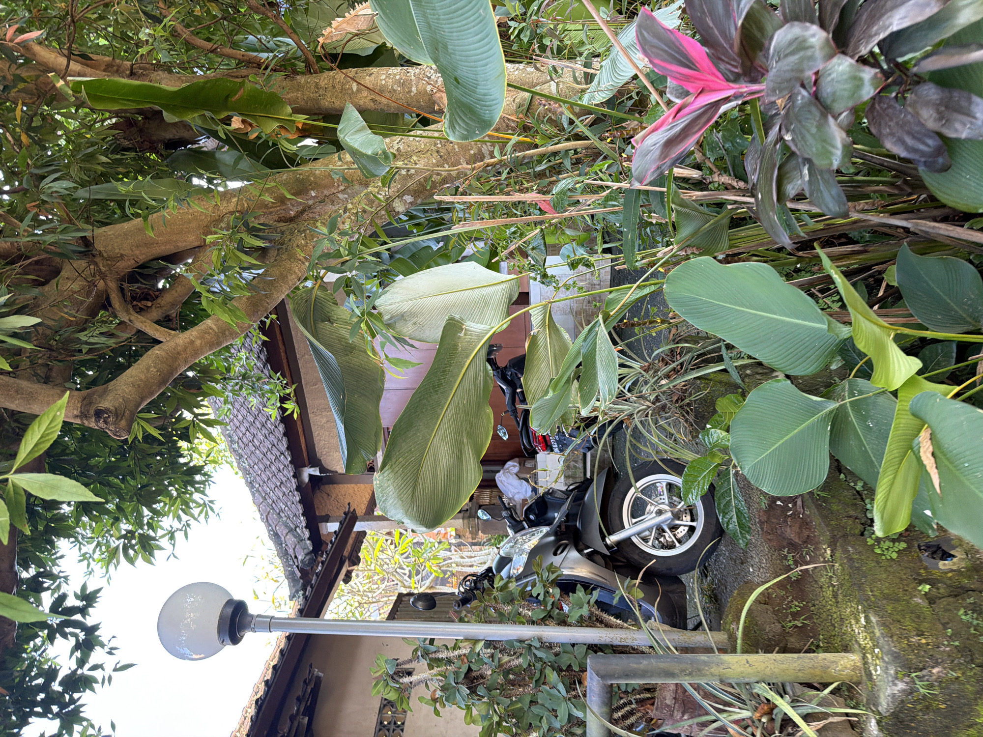 In Ubud District, Indonesia, a close-up, low-angle shot captures a scooter parked beside a textured stone wall covered in moss and small plants. The scooter, predominantly black with silver accents, is positioned on a gravel pathway. To the left, a tall, thorny plant in a pot stands near a modern lamppost with a spherical white light. Behind the scooter, a portion of a building with a dark, tiled roof is visible. Lush, vibrant green foliage dominates the foreground and midground, with large, broad leaves from tropical plants creating a dense, layered effect. A tree with a thick, textured trunk and branches extends from the right side of the frame, its leaves forming a canopy overhead. In the far right of the image, a plant with dark leaves and striking pink and dark red variegation adds a splash of color. The scene is illuminated by natural daylight, casting soft shadows and highlighting the textures of the plants and the building. No people are present in the frame.