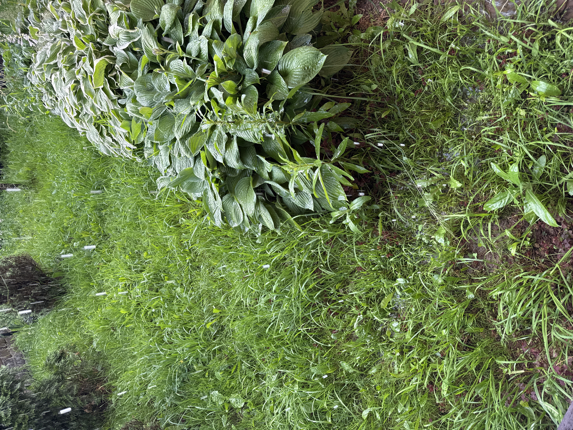 This media file shows a close-up, overhead view of a garden area in Russia, likely during a rain shower. The primary subjects are lush green foliage and grass, wet with rain. On the left side of the frame, a dense planting of hosta plants with large, variegated green and white leaves is prominent. These leaves are drooping and appear to be covered in raindrops. Adjacent to the hostas, and occupying the right two-thirds of the image, is an area of tall, green grass, also glistening with moisture. Small white specks are visible throughout the grass, appearing to be either raindrops or possibly petals or other light-colored debris falling or caught in the grass. The ground beneath the grass is dark soil, with some areas of exposed earth and small weeds interspersed. The overall impression is one of a natural, uncultivated garden space after or during rainfall. The lighting suggests it is daytime, likely overcast due to the weather. There are no visible people or man-made objects other than the plants themselves. The scene evokes a sense of natural beauty and the refreshing presence of rain.