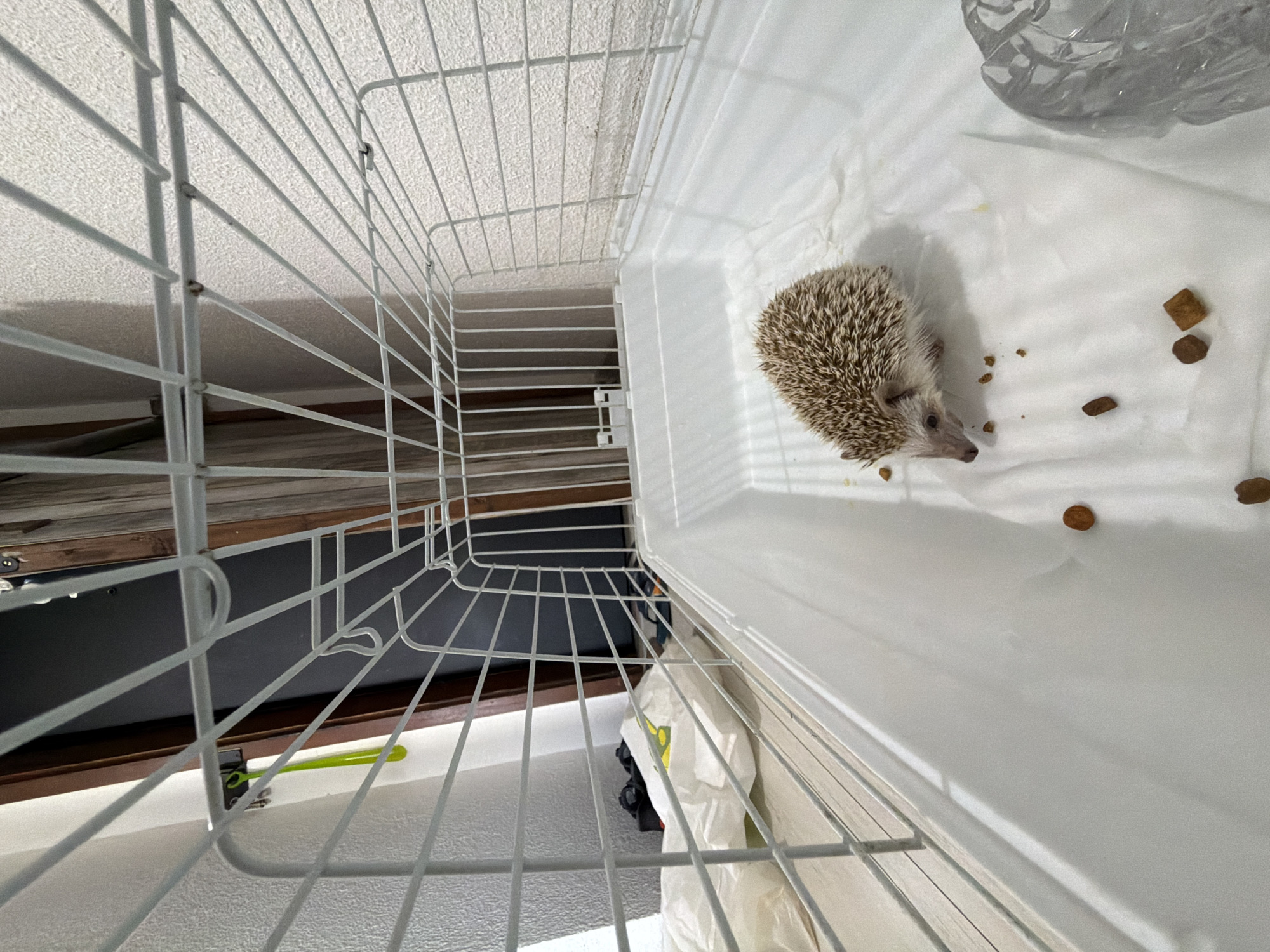 A small hedgehog is inside a white wire cage with a white plastic base, in what appears to be a residential setting. The hedgehog is facing to the left, with its quills raised. Several pieces of brown kibble are scattered on the white liner of the cage. To the right of the hedgehog, partially visible, is a clear plastic object, possibly a water bottle holder. In the background, through the cage bars, a doorway with a dark door and wooden trim can be seen, along with a white wall with a textured surface. A bright green object is attached to the wall near the doorway. The floor outside the cage is visible, with a white plastic bag and some dark items. The overall impression is of an indoor enclosure for a small pet. The location is unknown, and there is no visual information to suggest the city of Sofia, Bulgaria.