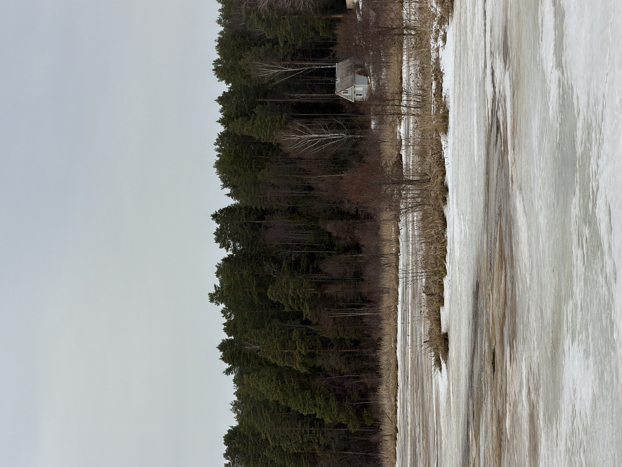The image depicts a winter scene in Izhevsk, Russia. A dense pine forest borders a partially frozen body of water, likely a lake or river. A small, light-colored building with a peaked roof is visible amongst the trees. The sky is overcast, casting a grey light over the landscape. The frozen water surface exhibits varying textures, indicating stages of freezing and melting.
