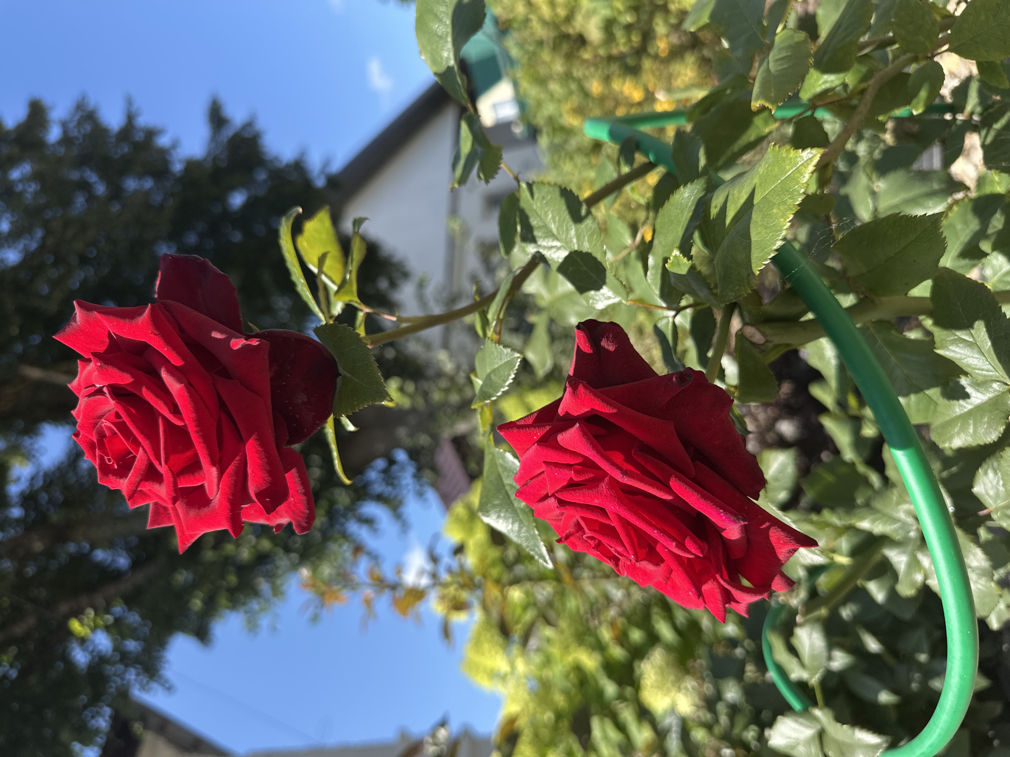 Two red roses are in focus in the foreground, with green leaves and stems supporting them. A green stake is visible, partially obscured by leaves. In the background, a blurred residential building with a dark roof and white walls is visible, along with trees and a bright blue sky. The scene appears to be a garden in Staritsa, Russia, during daylight hours. There are no people or animals present in the image.