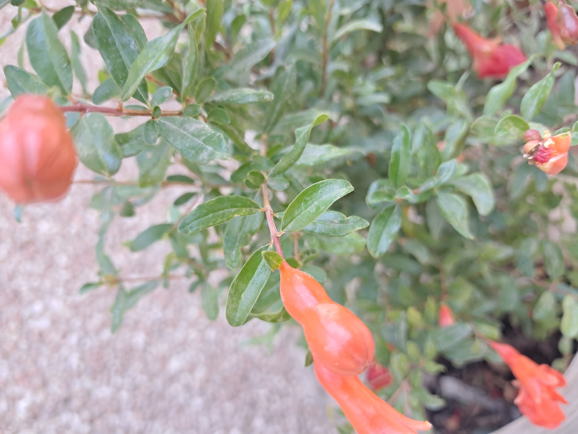 A close-up, vertical, outdoor shot focuses on a pomegranate plant with vibrant orange buds and lush green leaves against a textured, light-colored wall. The buds, some elongated and others more rounded, are the main subjects, with two prominent buds in the foreground. The leaves are oval-shaped and appear slightly dusty. The background wall is out of focus, showing a rough, mottled texture. The bottom of the image reveals the edge of a pot, also out of focus. The scene appears to be a garden or courtyard setting in Jany-Alysh, Kyrgyzstan. There are no people or animals visible in the image.