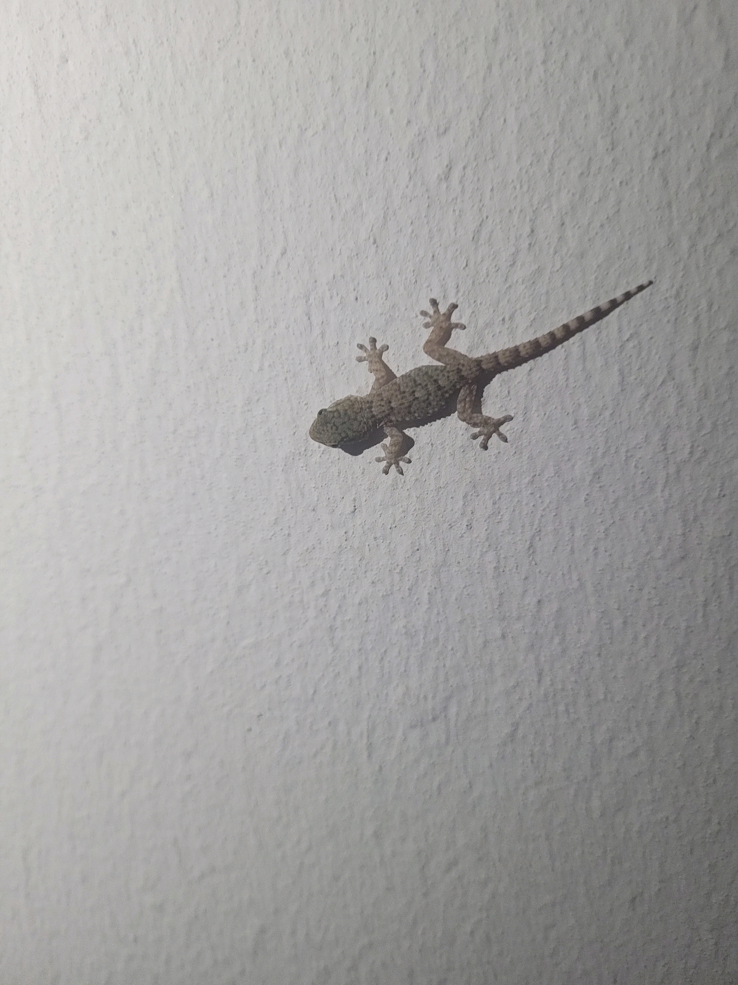 A gecko is clinging to a textured, white wall. The gecko is light brown with a mottled pattern and a long, thin tail with dark bands. Its body is elongated, and its legs are splayed out, with its toes gripping the textured surface. The gecko appears to be facing to the left, with its head slightly tilted up. The wall has a rough, uneven surface, and the lighting suggests the image was taken indoors, likely at night, with artificial light casting subtle shadows. The background is a plain, off-white color, providing no contextual information about the surroundings beyond the wall itself.
