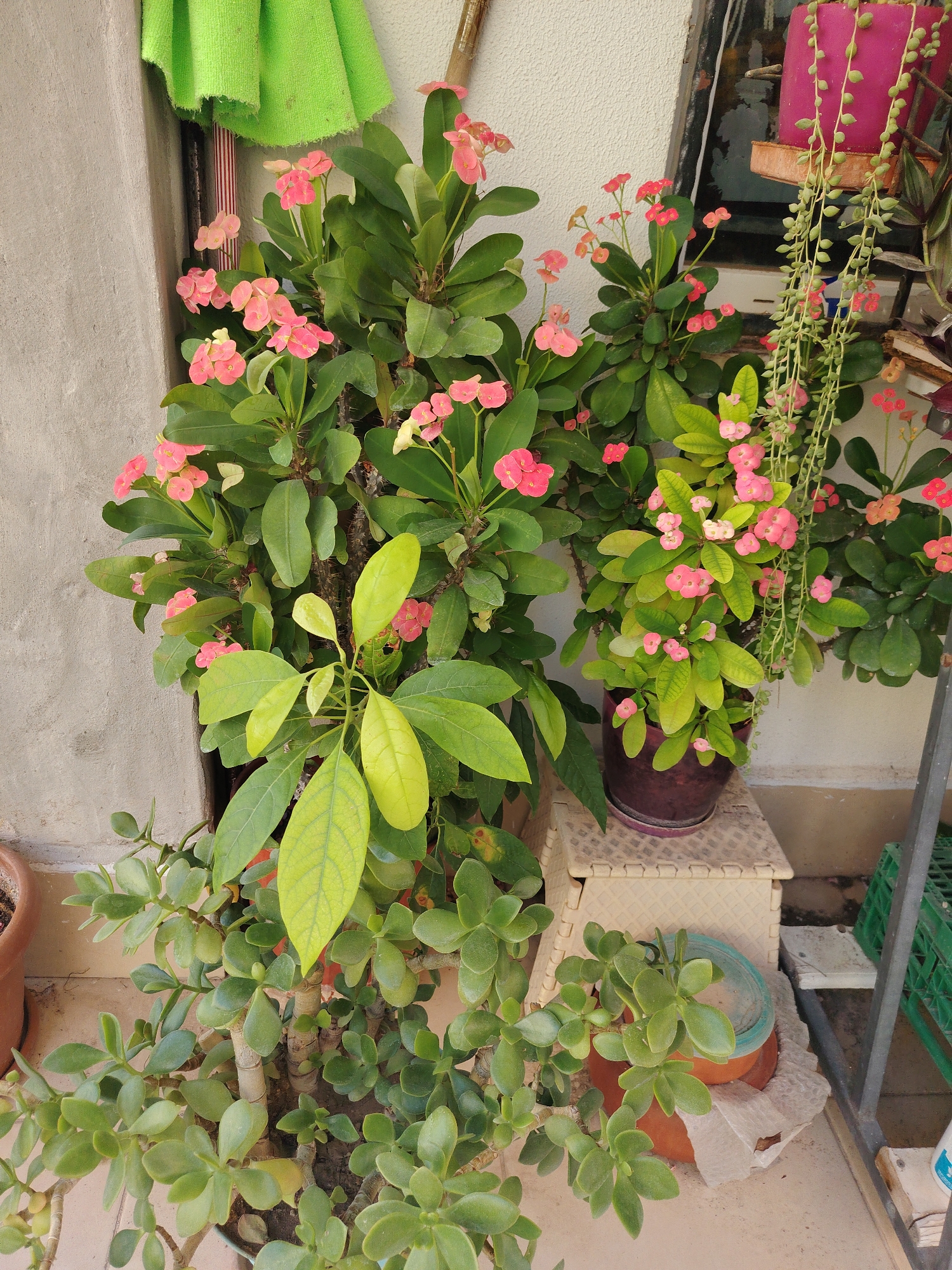 The image shows an outdoor scene with several potted plants on a tiled surface, likely a balcony or patio. In the foreground, a jade plant with thick, fleshy green leaves is prominent. Behind and to the right of the jade plant, two other potted plants are visible. One has bright pink flowers and dark green leaves, appearing to be a Crown of Thorns plant. Another plant to the far right has long, trailing stems with small, pea-like green leaves. A pink ceramic pot hangs on a wall in the background. The wall behind the plants is textured and off-white. To the left, a portion of a grey concrete wall and a bright green textile are visible. The setting appears to be an urban environment, possibly in Konyaaltı, Turkey, given the presence of typical Mediterranean flora and urban elements like tiled flooring and concrete walls. There are no people or animals present in the image.