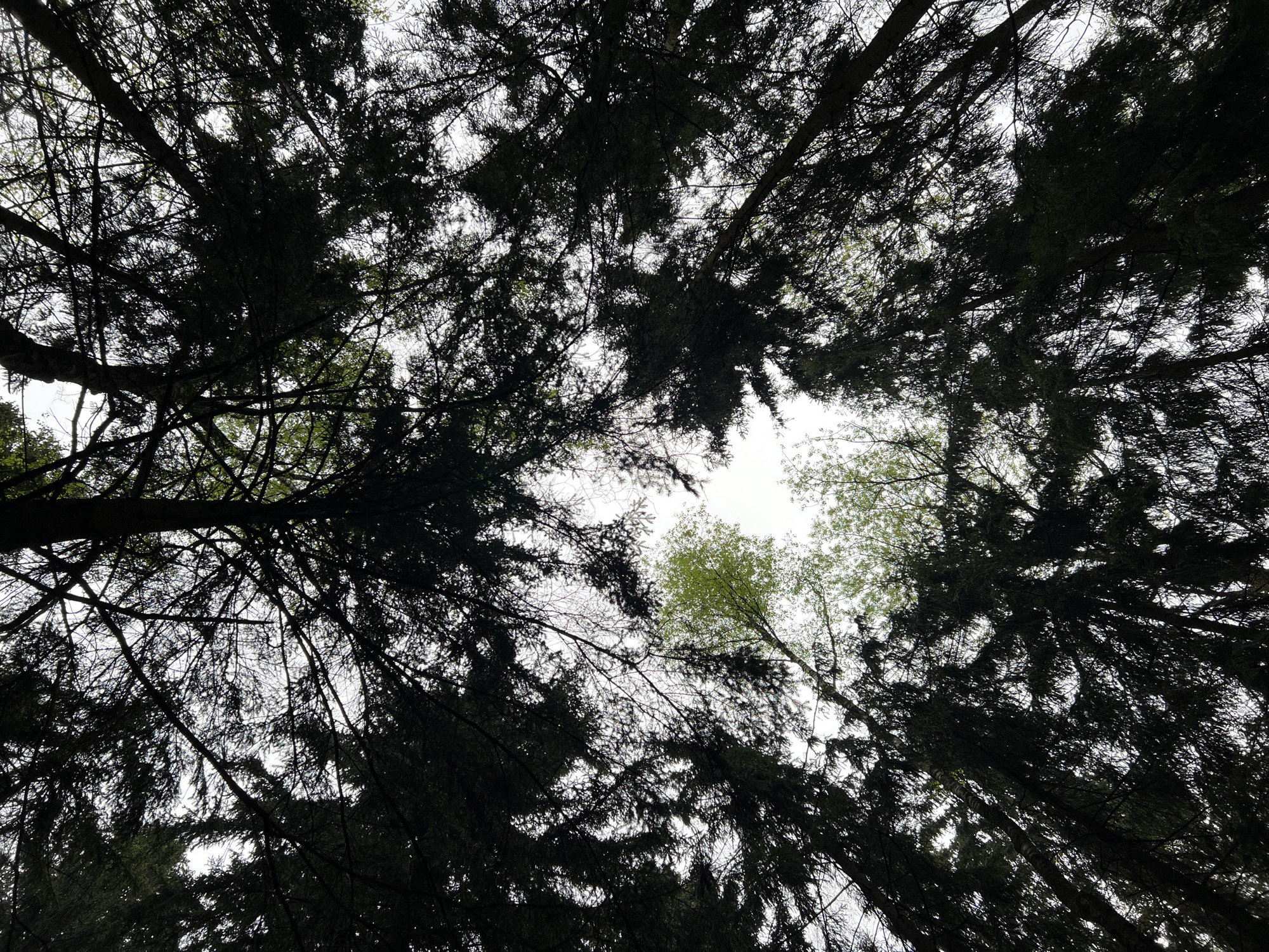 The image is a low-angle shot looking upwards into a dense canopy of trees. The dominant trees appear to be evergreens, characterized by their dark, needle-like foliage. Interspersed among the evergreens are some deciduous trees, identifiable by their thinner branches and emerging, lighter green leaves. The canopy is thick, with branches and leaves overlapping, creating a complex pattern against the bright sky visible through the gaps. The environment is a wooded area, likely a forest or park, not further specific details. The picture looks like it could have been taken in the city of Vnukovo, Russia, if trees are present.