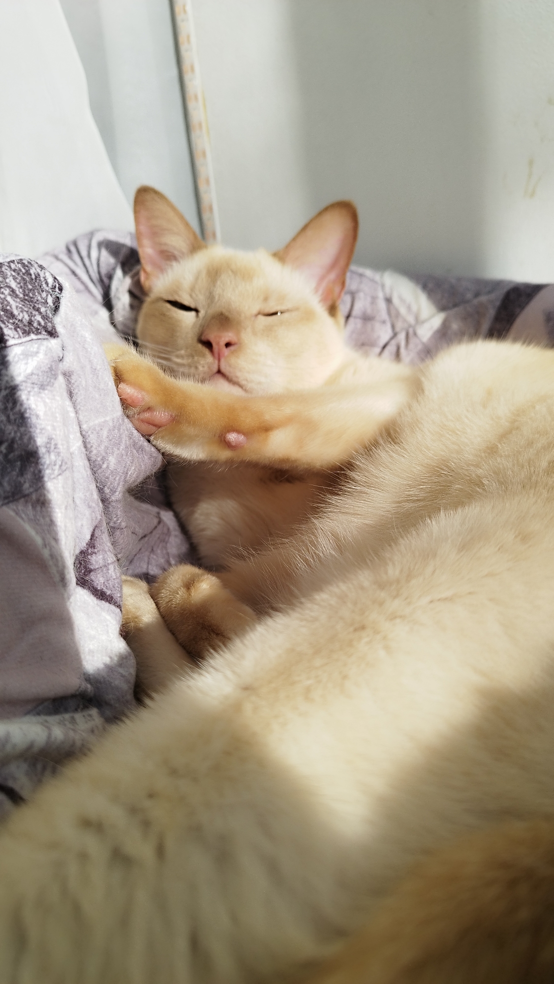 The image shows a close-up of a light-colored cat sleeping comfortably on a patterned blanket. The cat is curled up, with its eyes closed and its paws tucked in. Sunlight streams in from the right side of the image, casting a warm glow on the cat's fur and creating a soft shadow across its body. The background is out of focus, but appears to be an indoor setting with a white wall and a light fixture. There are no people or other animals visible in the image, and the scene suggests a peaceful and relaxed atmosphere. The location in Saint Petersburg, Russia is not identifiable from the image.
