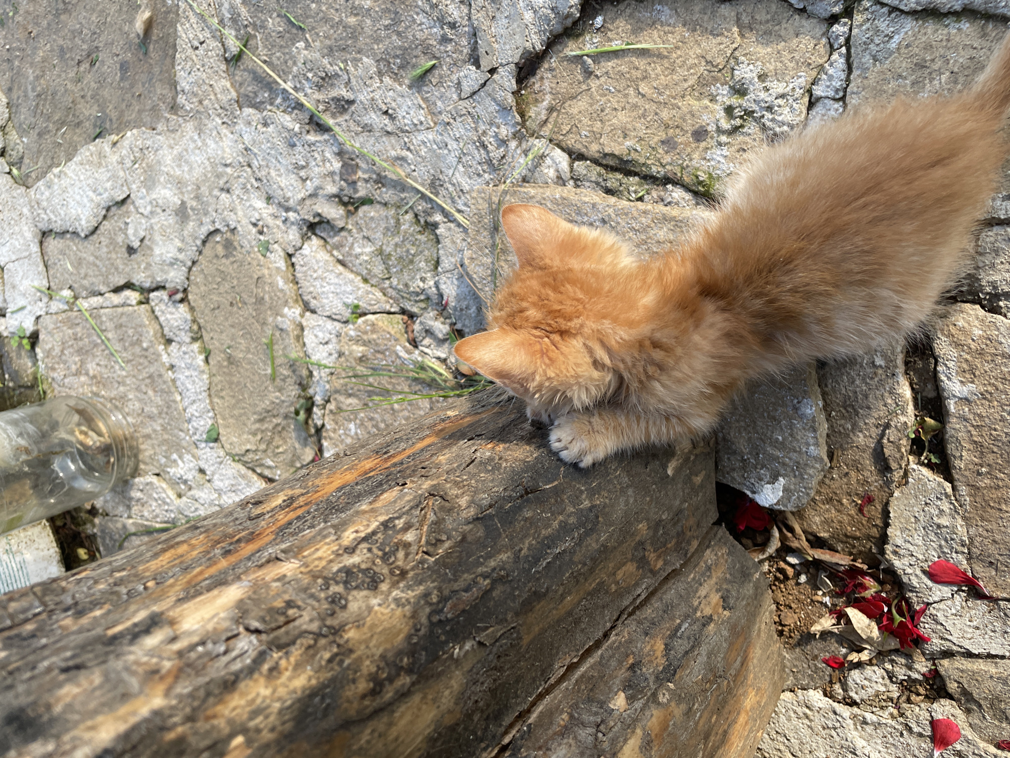 An overhead shot captures a small, fluffy orange kitten interacting with a weathered wooden log in an outdoor setting in Zlatograd, Bulgaria. The kitten, seen mostly from its back and head, has its front paws and face positioned on the dark brown log, appearing to sniff or play with it. The thick log runs diagonally across the lower portion of the frame, showcasing its textured, cracked surface with variations in color from dark brown to lighter orange-brown.
The ground surrounding the log is paved with irregular, flat stone slabs of varying sizes and shades of gray and light brown. Green grass and small weeds sprout from the cracks between the stones. To the left of the log, a clear glass jar lies on its side on the stone path. On the right side, near the end of the log and nestled in a crevice between stones, a cluster of vibrant red flower petals and some dried leaves are scattered.
The scene is brightly illuminated by natural daylight, indicating clear weather. The overall impression is one of rustic charm, with the kitten appearing curious and engaged in its environment. No visible text is present in the image.