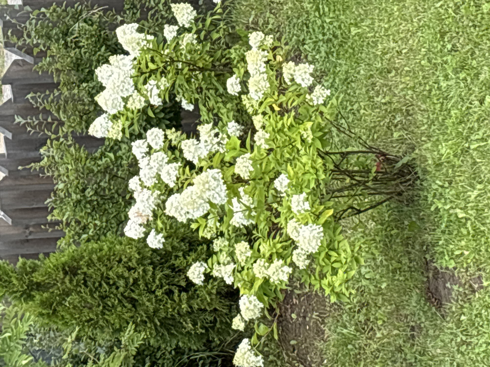 A medium shot captures a lush garden scene with a prominent white hydrangea bush in the center. The hydrangea, with its large, conical clusters of white flowers, is surrounded by vibrant green foliage. To the left, a tall, dark green evergreen tree stands as a backdrop, its dense needles creating a rich texture. Behind the hydrangea and to the right, a wooden fence with a pointed top forms the boundary of the garden. The ground is covered with a mix of green grass and patches of dark soil. The overall impression is one of natural beauty and tranquility within a residential or park setting. This image was taken in the city of Zvenigorod, Russia, in a garden setting.