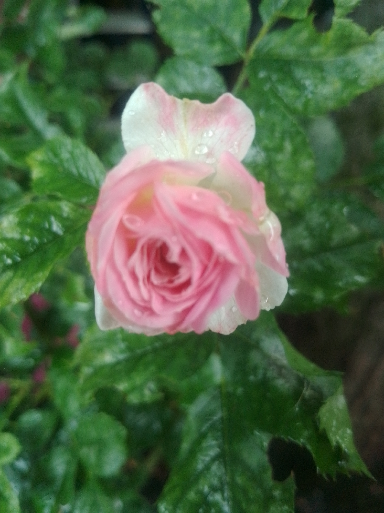 A close-up, slightly blurry photograph showcases a delicate pink rosebud partially unfurling its petals, with water droplets clinging to its surface. The rose is positioned centrally, with its soft pink hues contrasting against the lush green foliage surrounding it. Some of the outer petals of the rose are white with pink edges. The leaves are a deep green, appearing wet, suggesting recent rainfall or dew. The background is a blurred expanse of greenery, creating a shallow depth of field that emphasizes the rose as the primary subject. The lighting is soft, indicating it could be early morning or late afternoon, or possibly an overcast day. The overall mood of the image is serene and natural, capturing the quiet beauty of the rose after a watering. No people or text are visible in the image. The location context is Yessentuki, Russia.