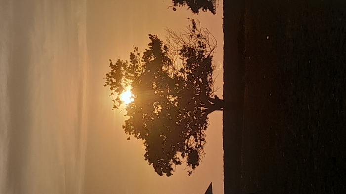 The scene depicts an outdoor environment, stated to be located in Lhokseumawe, Indonesia, at either sunrise or sunset. The upper two-thirds of the vertical image show a sky with a predominant golden-orange hue, transitioning to lighter tones, featuring faint horizontal cloud formations. The sun is visible as a bright, circular light source positioned slightly right of the vertical center, behind a large, broadleaf tree, casting strong glare and light rays. This backlighting creates a silhouette effect.
The primary subject is a large, dark, deciduous or semi-deciduous tree, centrally positioned, its foliage obscuring the sun in part. The tree exhibits a dense canopy on its left and upper portions, with several bare branches extending towards the right. A thick, dark trunk anchors the tree to the ground line. To the far right, a partial silhouette of another tree is visible.
A dark, relatively flat horizon line separates the illuminated sky from the foreground, which occupies the lower third of the image. The foreground appears to be an expanse of dark, uncultivated ground or a field, lacking specific detail due to severe underexposure and backlighting. To the far left edge, a small, dark, triangular shape consistent with a portion of a roof or canopy structure is partially visible. No human figures or discernible animal life are present.