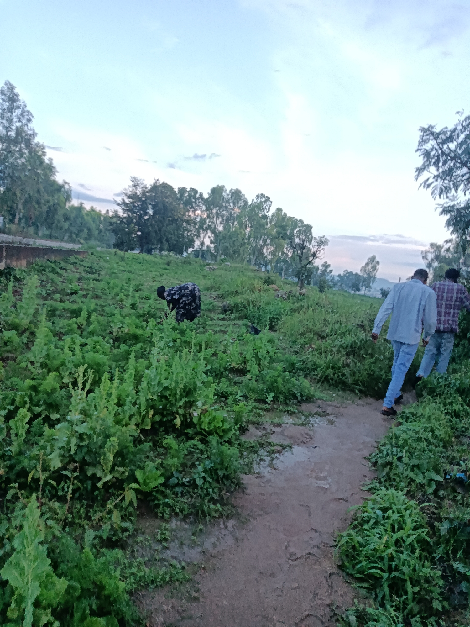 The image depicts an outdoor scene with lush green vegetation, likely a farm or overgrown area, under a cloudy sky. In the foreground, a dirt path winds through the greenery.
On the left side of the image, a person wearing a dark, patterned garment is bent over, seemingly engaged in agricultural work within the dense foliage.
Further along the path, to the right, two individuals are walking away from the camera. The person in front is wearing a light-colored long-sleeved shirt and blue jeans, while the person behind them is wearing a plaid long-sleeved shirt and jeans.
In the background, a line of trees is visible, and beyond that, a hazy mountainous or hilly landscape. The overall impression is that of a rural or semi-rural setting, possibly on the outskirts of Jos, Nigeria, given the natural environment and the visible vegetation. The lighting suggests it is either early morning or late afternoon.