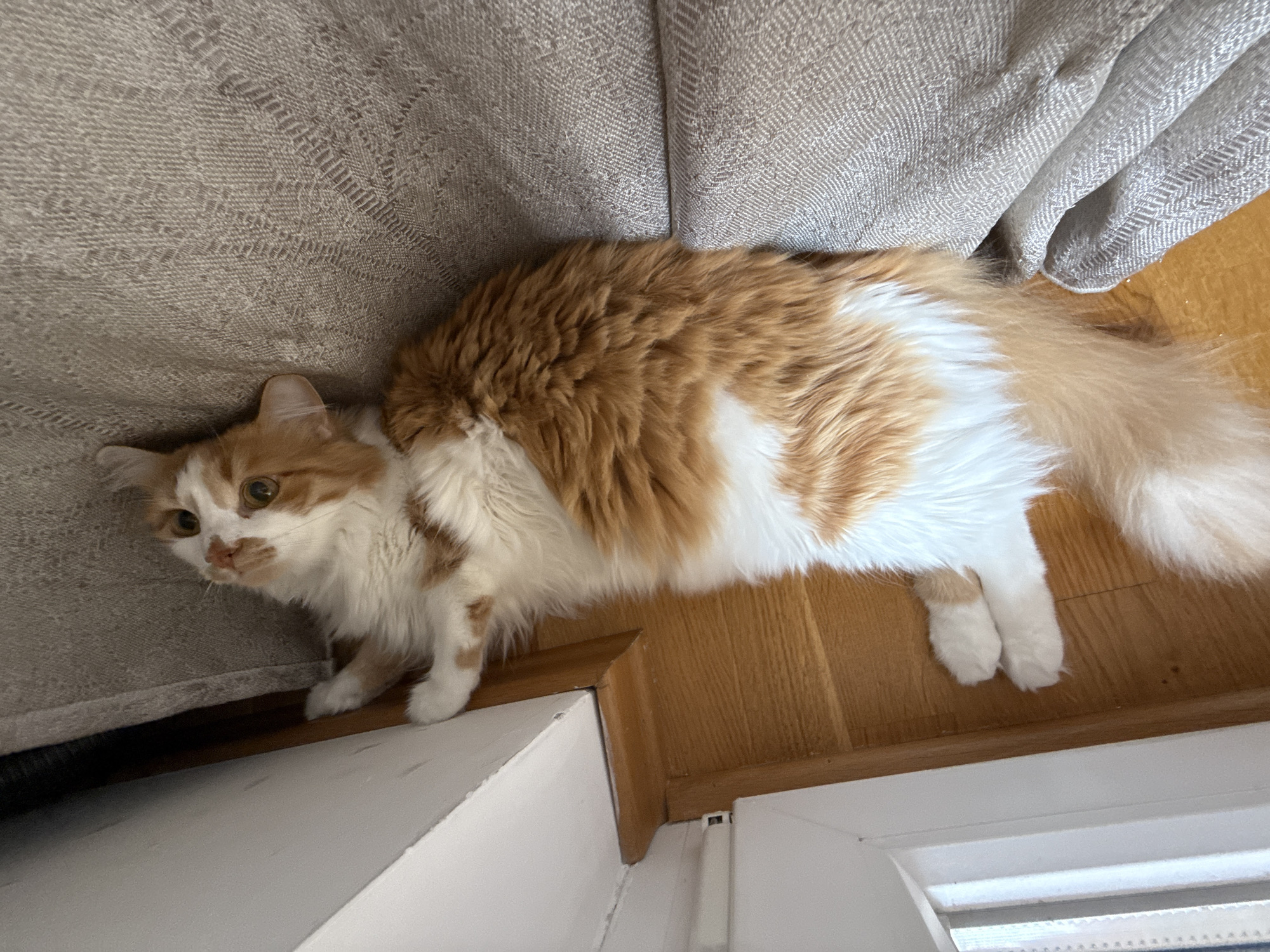 An orange and white cat lies on its back on a textured, beige fabric surface, possibly a couch or armchair, with its head turned upwards. The cat's body is largely visible, showing its fluffy fur and white paws. To the left of the cat is a white wall with a wooden baseboard and wooden flooring. The scene is indoors and the lighting suggests it is daytime.