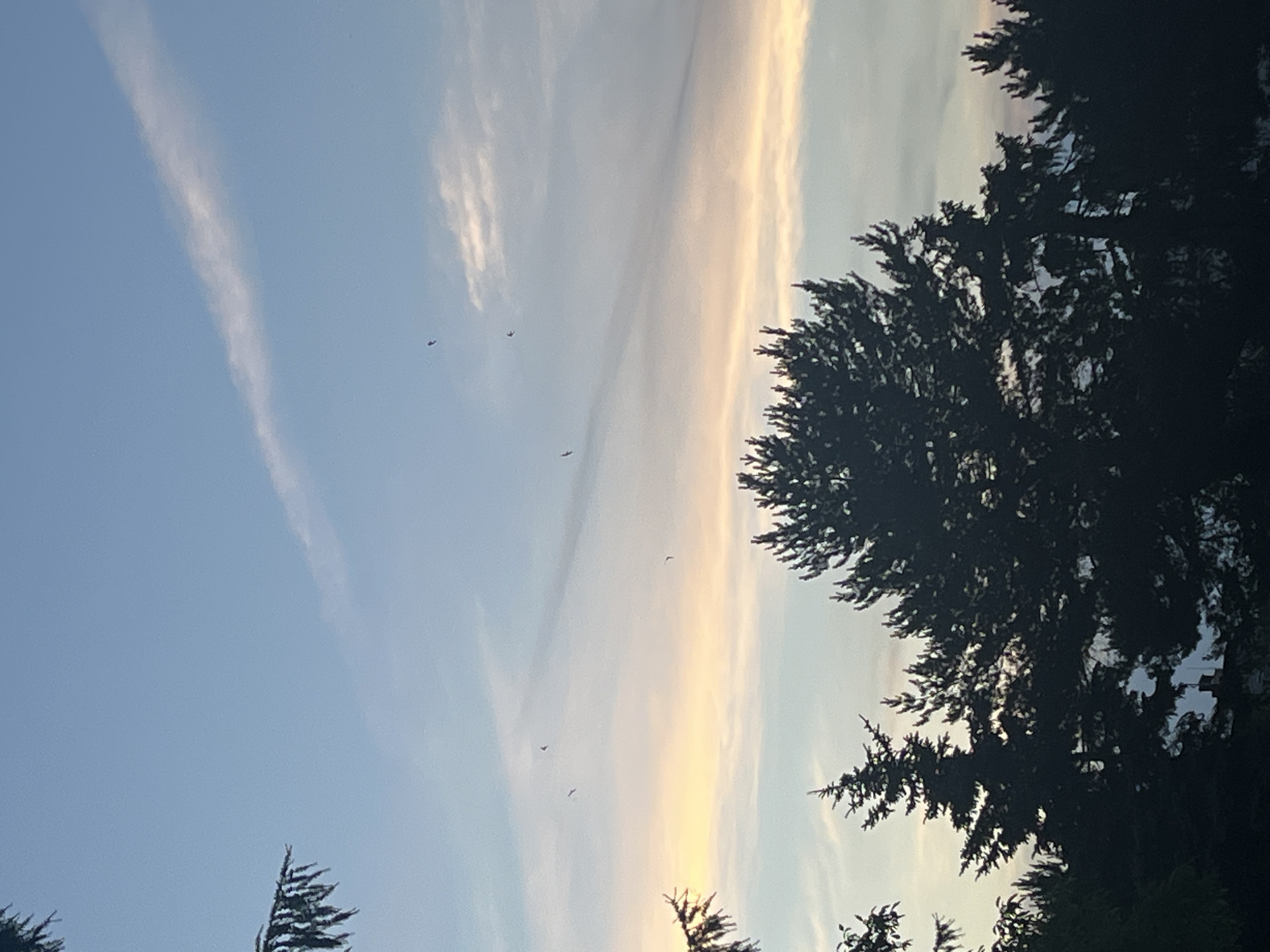 A silhouette of trees stands against a twilight sky in Unknown, Unknown. The sky exhibits a gradient of colors, from a pale blue at the top to a soft yellow and pink near the horizon. Wispy clouds stretch across the sky, and several small birds are visible in flight. The trees are densely packed, with the dark outlines of pine trees and other foliage creating a stark contrast against the colorful sky. The lower part of the image is almost entirely dark, obscuring any details of the ground or any structures that might be present.