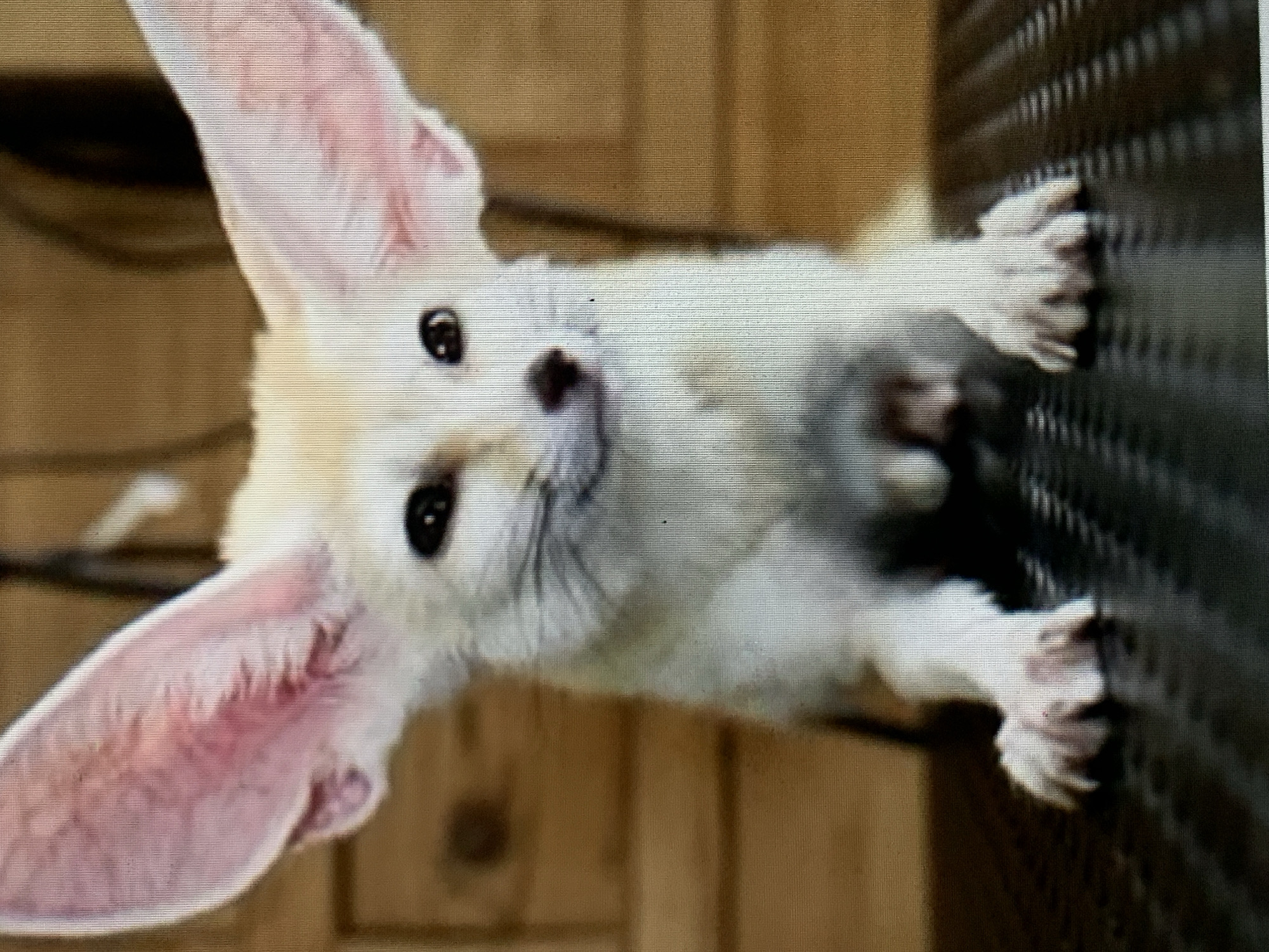 A tan and white Fennec fox with very large ears is positioned on a dark gray metallic corrugated surface, likely a fence or wall. Its paws are gripping the surface. The fox is facing the camera with its dark eyes and nose clearly visible. The background features a wooden surface with a darker element on the upper left side, potentially a wire or cable. The location, Barcelona, Spain, cannot be determined from the image alone.