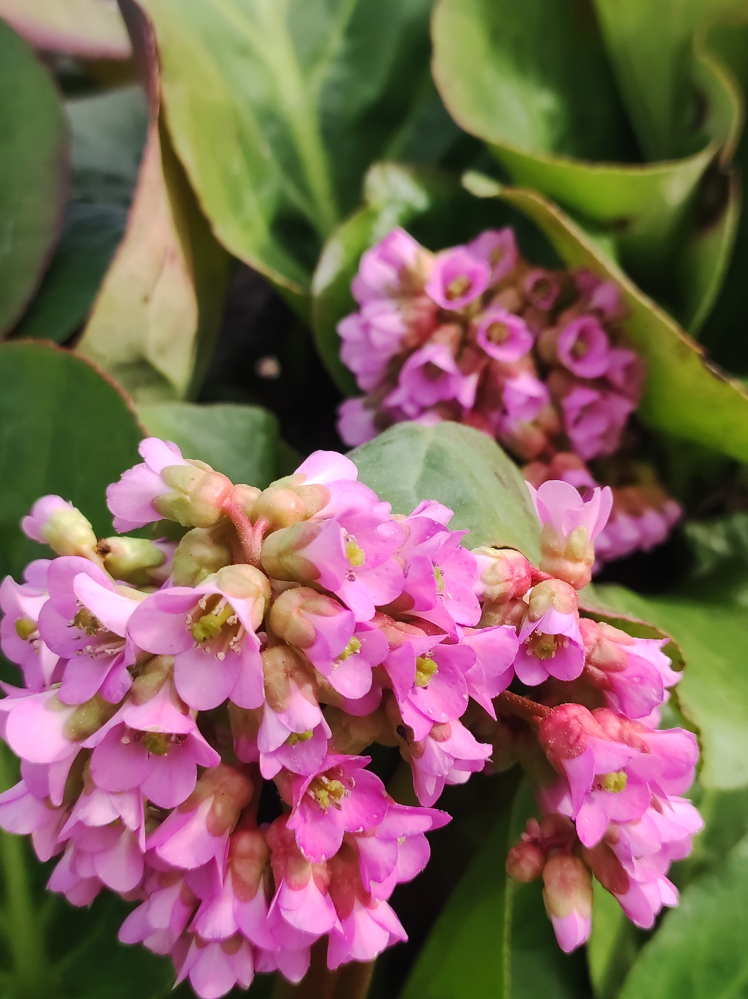 A close-up shows two clusters of vibrant pink Bergenia flowers surrounded by broad, green leaves. The flowers are densely packed and display shades of pink with pale green centers. The leaves appear smooth with rounded edges. The setting appears to be a garden or natural area. There is no evidence to confirm the exact location in Фоки, Russia.