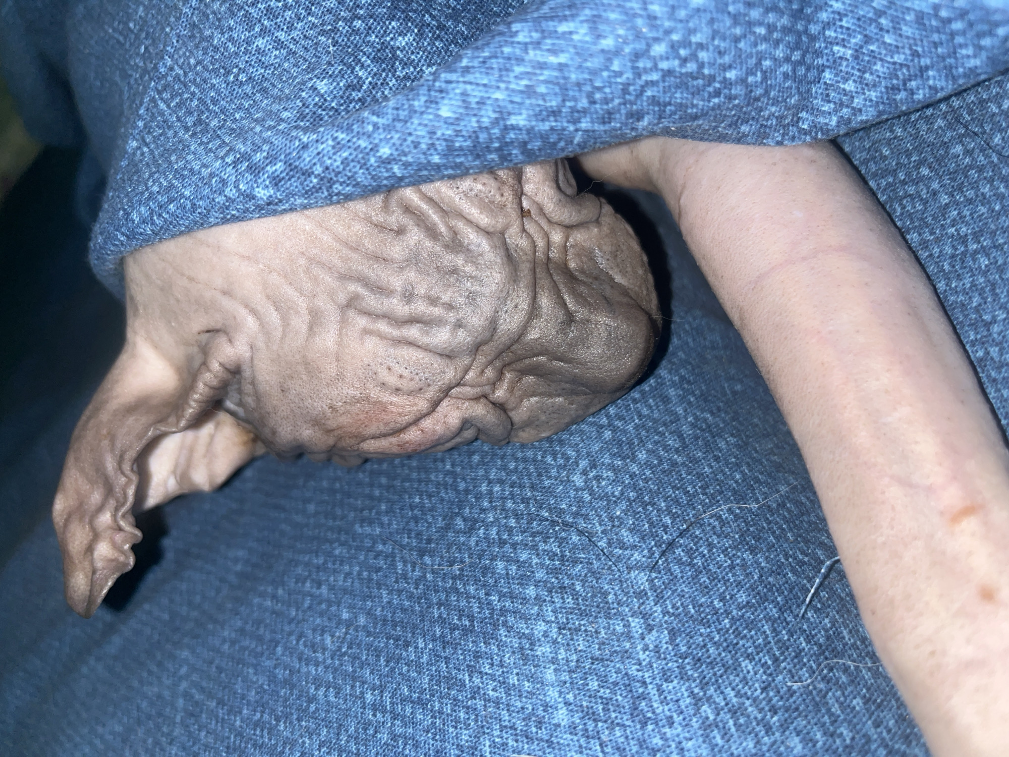 A close-up photograph shows a hairless Sphynx cat nestled under a blue garment or blanket, with a human arm visible to the right of the cat. The cat's wrinkled skin is the focal point, and part of its face and ear are visible. The background is a blue textured fabric. The photograph does not provide sufficient information to identify the location in Nizhny Tagil, Russia.