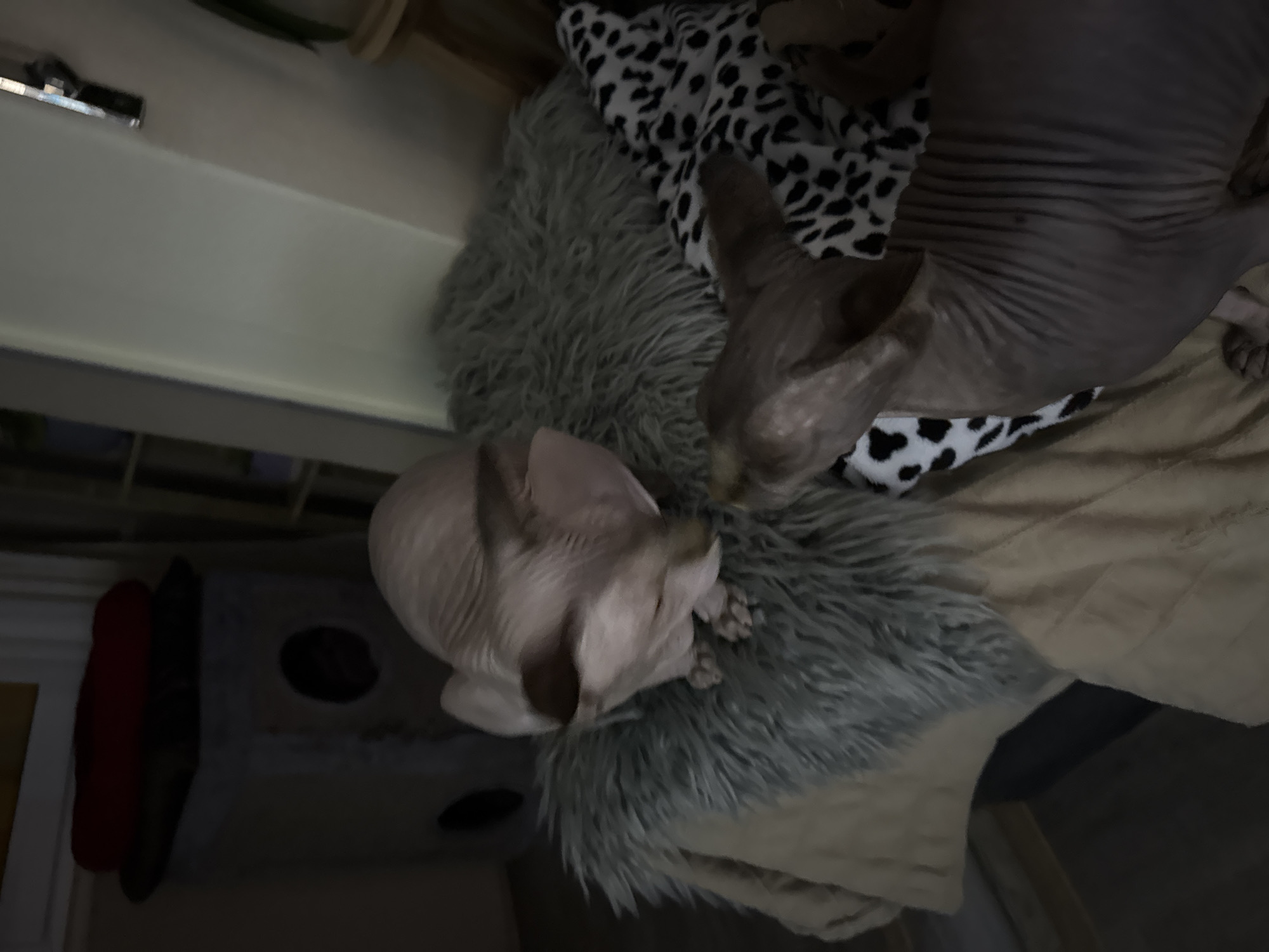 Two hairless cats are resting on a gray fluffy pillow. The pillow is placed on a beige blanket with a black-and-white spotted cloth underneath. The scene is indoors, next to a white wall and a cat condo with a red object nearby. The location is not discernible from the image.