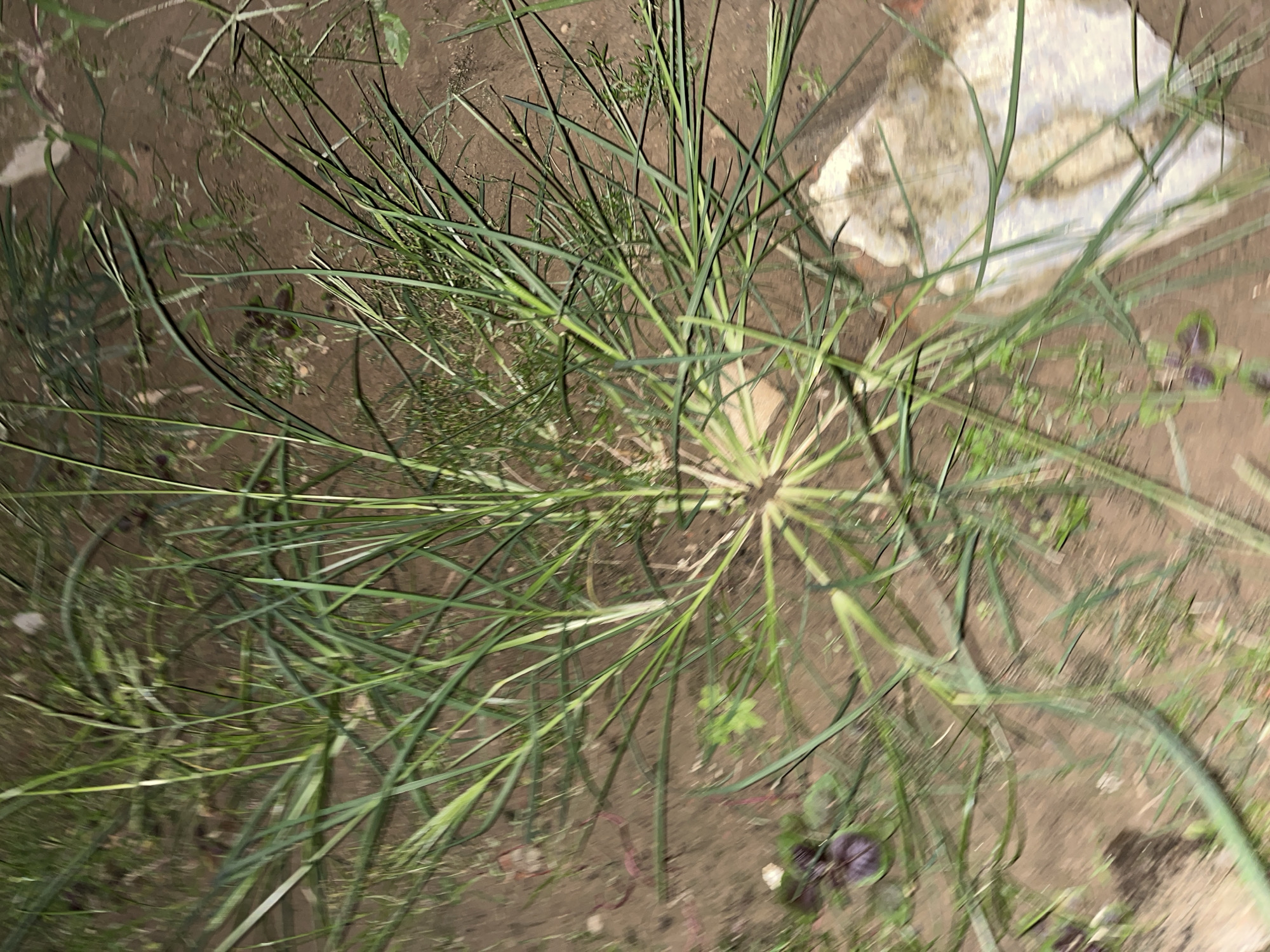 The media file shows a top-down view of a patch of thin, green grass growing in dark soil. The grass blades are long and slender, fanning out from a central point at the base. Some of the blades are bent and intertwined, creating a somewhat messy but natural appearance. In the background, there is a light-colored, irregularly shaped object that appears to be a piece of concrete or stone, partially covered by the grass. The soil is a rich brown color, with some areas looking drier than others. Small, scattered green leaves and what might be some reddish-purple foliage are visible amongst the grass.
The lighting suggests it might be daytime, possibly overcast or shaded, as there are no harsh shadows. The overall setting appears to be outdoors, likely in a garden or a natural uncultivated area. The image is slightly blurry, giving it a soft focus. There is no visible text in the image. The scene is peaceful and focuses solely on the natural elements of the plant life and soil. The location context of Kota Kuala Simpang, Indonesia, suggests this is an outdoor scene in a tropical or subtropical climate.