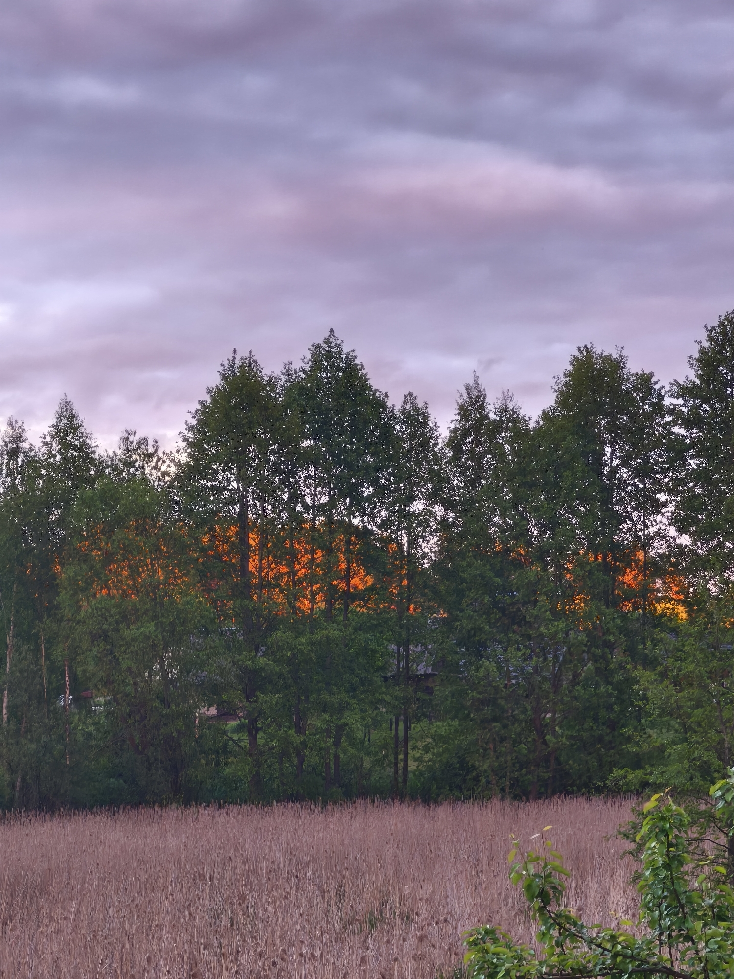 The image shows a view in Парэчча, Belarus, with a field of brown grass in the foreground. Beyond the field, a line of green trees obscures the horizon. The sky above is overcast with purple and gray clouds. Orange light is visible through the trees, possibly indicating a sunset or sunrise. A small section of green foliage is visible in the lower right corner.