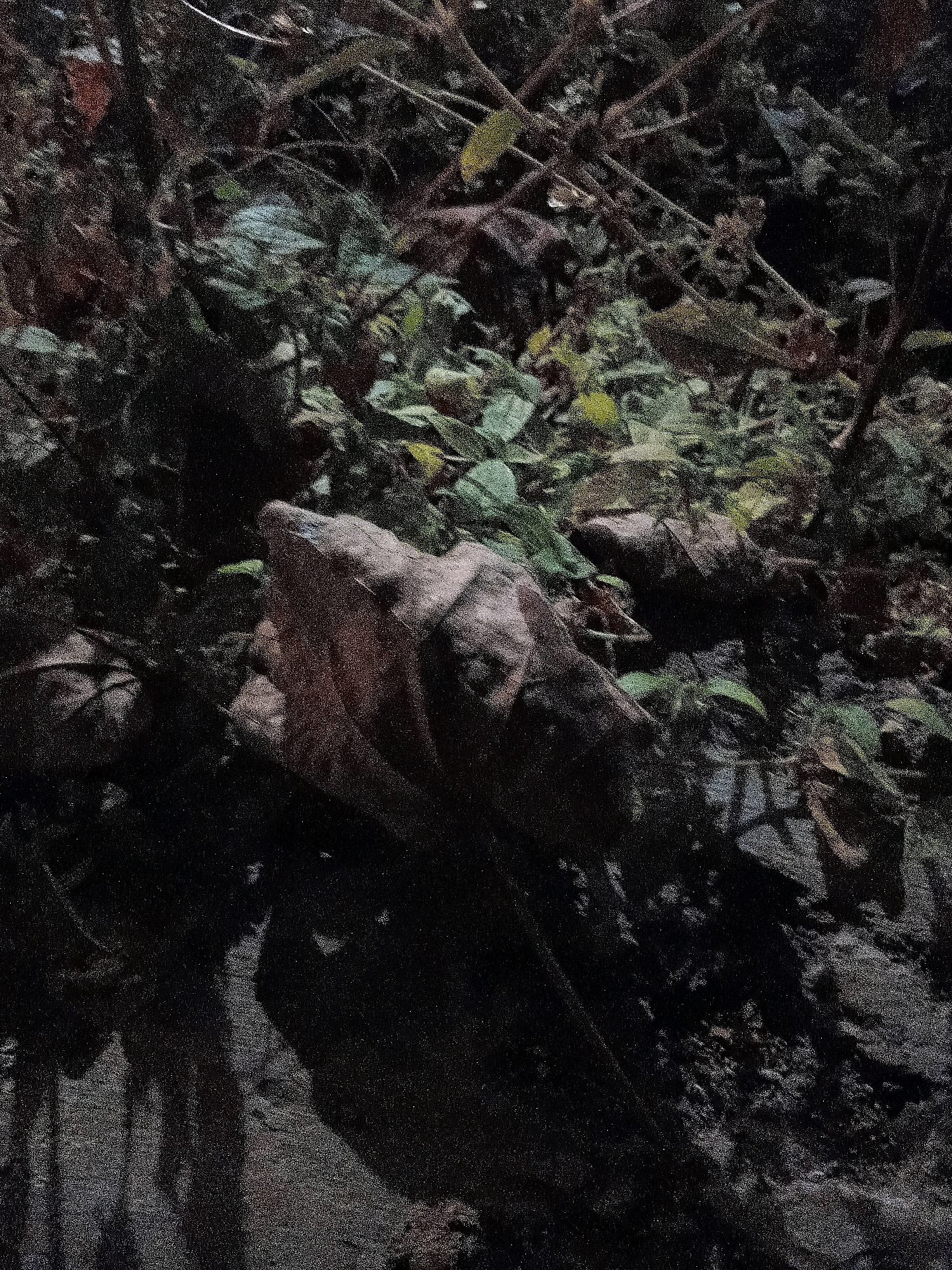 A close-up, dimly lit photograph captures a section of dense foliage and what appears to be a large, dried leaf or piece of bark in the foreground. The environment is natural, with various shades of green and brown leaves and stems creating a textured background. Shadows are prominent, obscuring finer details of the surroundings and suggesting the image was taken at night or in deep shade. The overall impression is one of a natural, uncultivated area. The specific location in Cikal, Indonesia, is not determinable from the visual information provided in the image.
