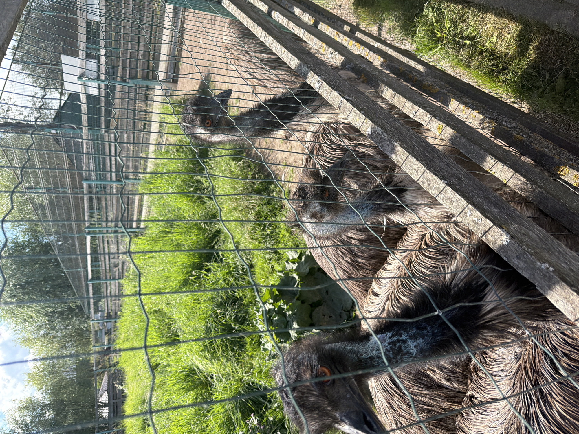 The image shows three emus behind a wire fence at an enclosure. The emus are large birds with brown and gray feathers. They have long necks and legs, and their eyes are orange. The enclosure is surrounded by a wooden fence and has a grassy area. The background shows trees and a building. The image is taken on a sunny day. The location is identified as an aviary within the city of Konstantinovka, Russia.