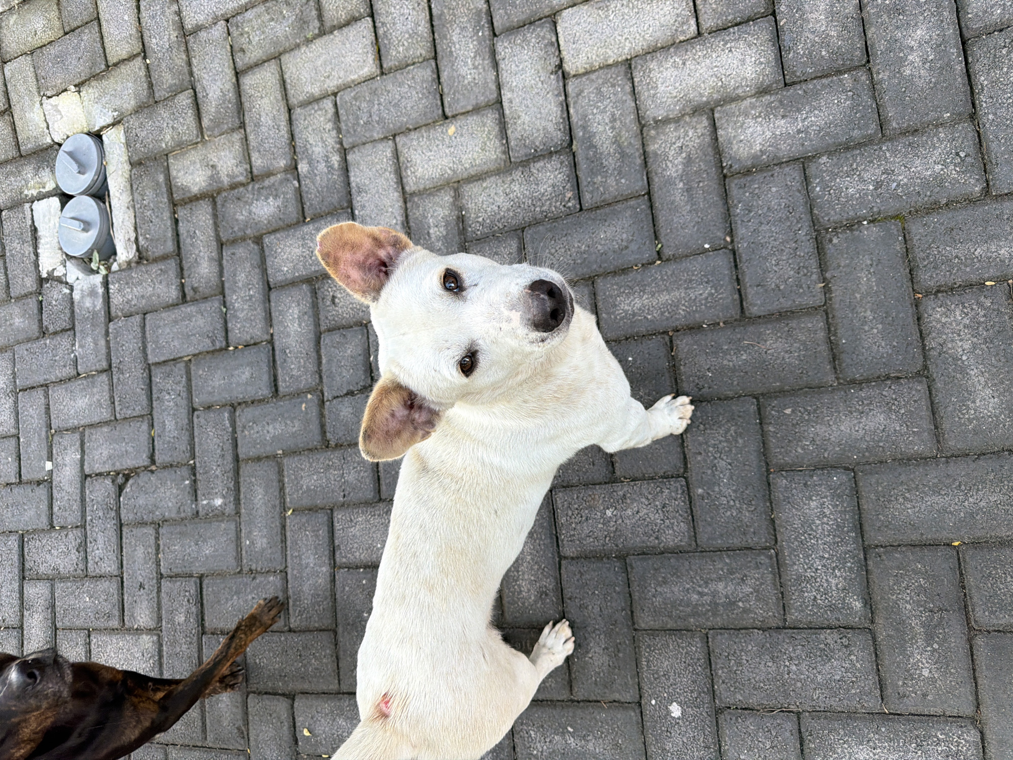 The image, likely taken in Kuta Selatan, Indonesia based on the location information, shows two dogs on a brick-paved area. One dog is mostly out of the frame, only its dark-brown-and-tan leg and head are visible in the bottom-left corner. The other dog is white with tan ears. It faces the camera. Its eyes are dark, and its nose is large and black. The dog's body is oriented vertically in the frame. Two circular, gray metal objects are visible on the left, recessed into the brick. The bricks are dark gray and arranged in a herringbone pattern.