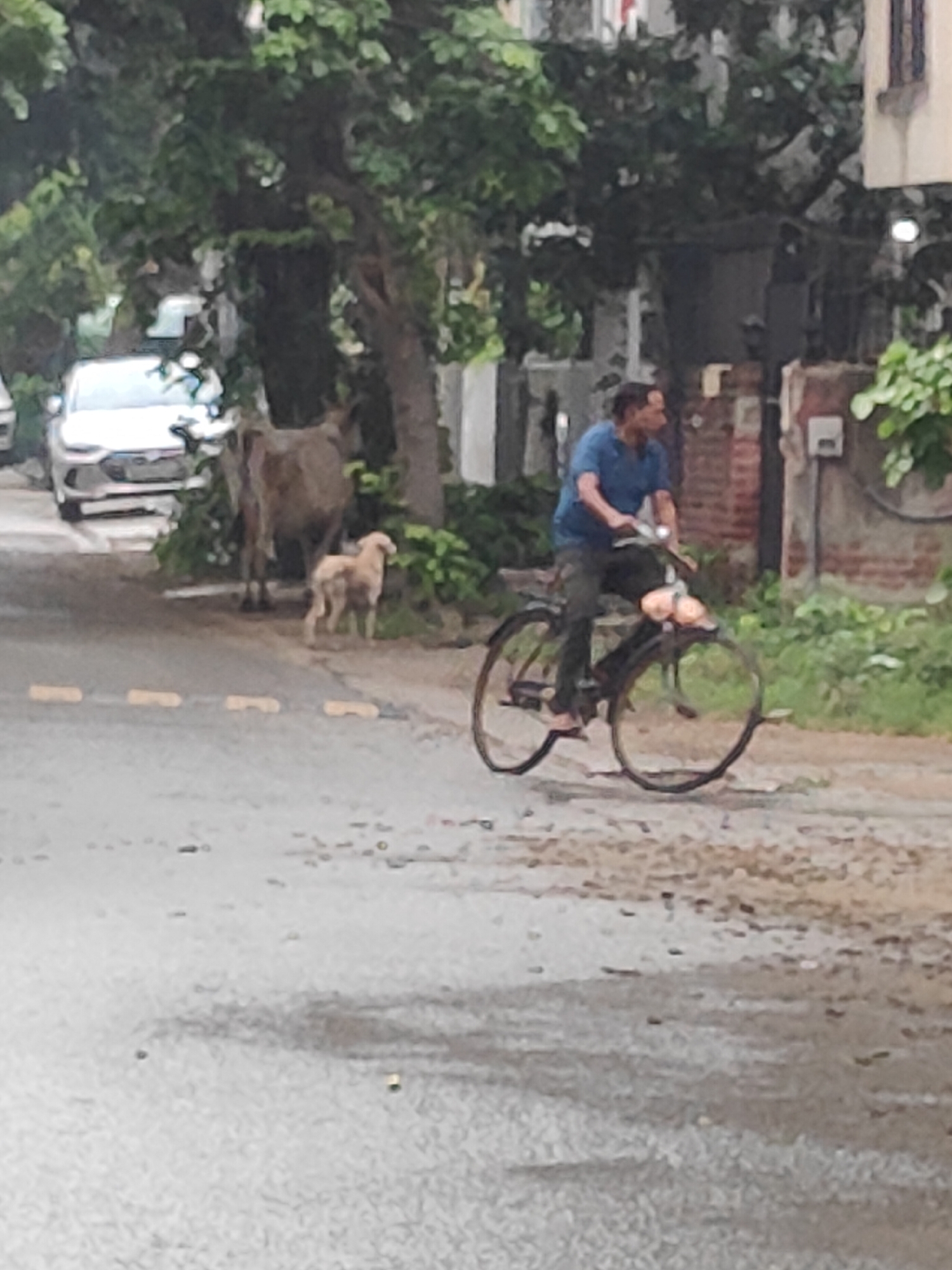 A man is riding a bicycle on a wet, paved road in Gurgaon, India. The man is wearing a blue t-shirt and dark pants. His bicycle is black and has a basket on the handlebars. In the background, a cow and a dog are standing on the side of the road. A white car is parked on the left side of the road. Trees and buildings are visible in the background. The road appears to be an urban or suburban street.
