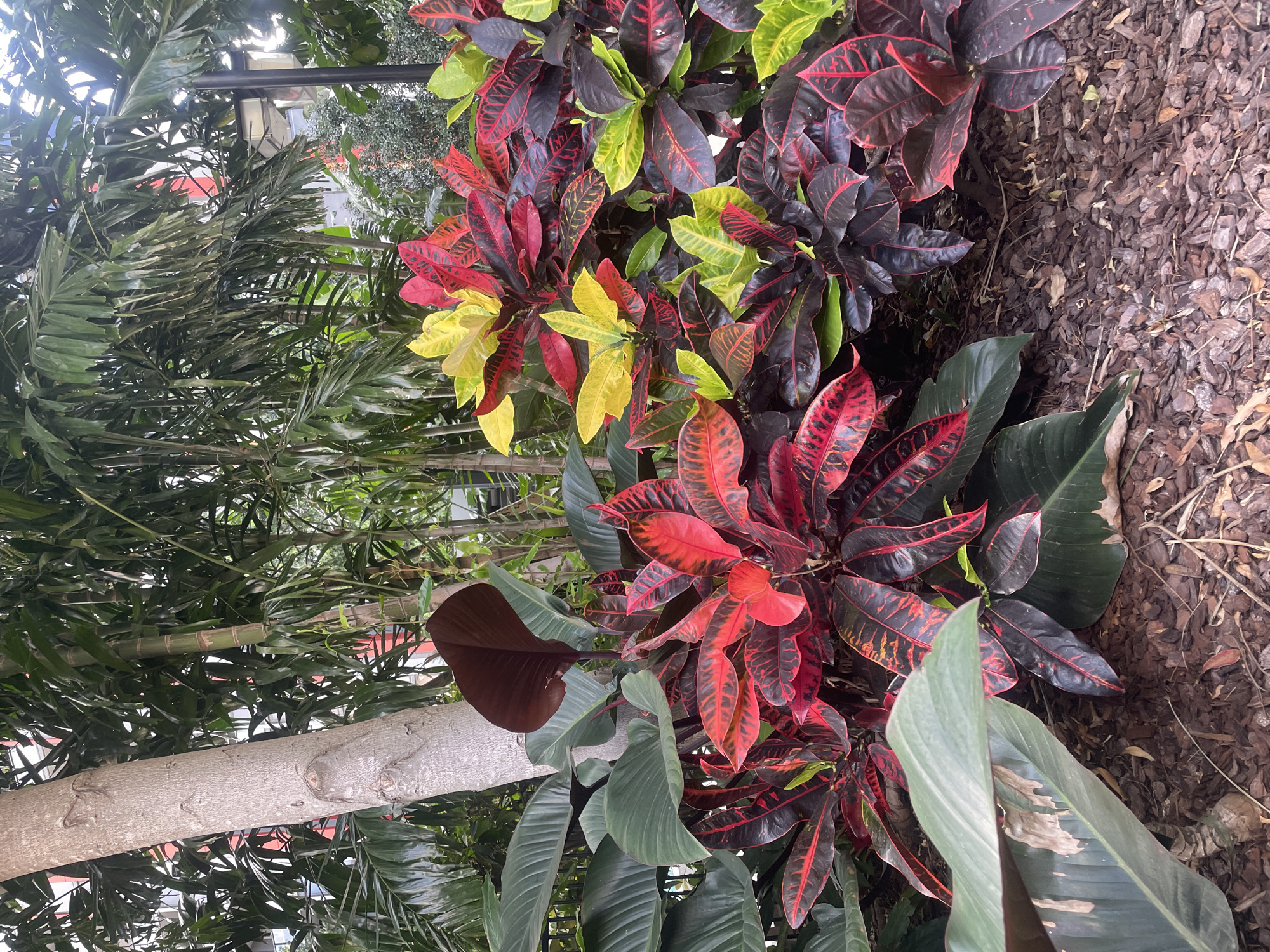 This is a medium-angle, eye-level shot of a garden bed in Brisbane, Australia. In the foreground, a cluster of croton plants displays vibrant red, yellow, and dark green leaves. Behind the crotons, large, dark green leaves of another plant are visible. To the left, a tall, light-barked tree trunk stands, with more of the large, dark green leaves partially obscuring it. In the background, tall bamboo-like plants and palm fronds create a dense canopy. Hints of buildings with red and white elements are visible through the foliage. The ground is covered with dark brown mulch. The scene is well-lit, suggesting it is daytime.