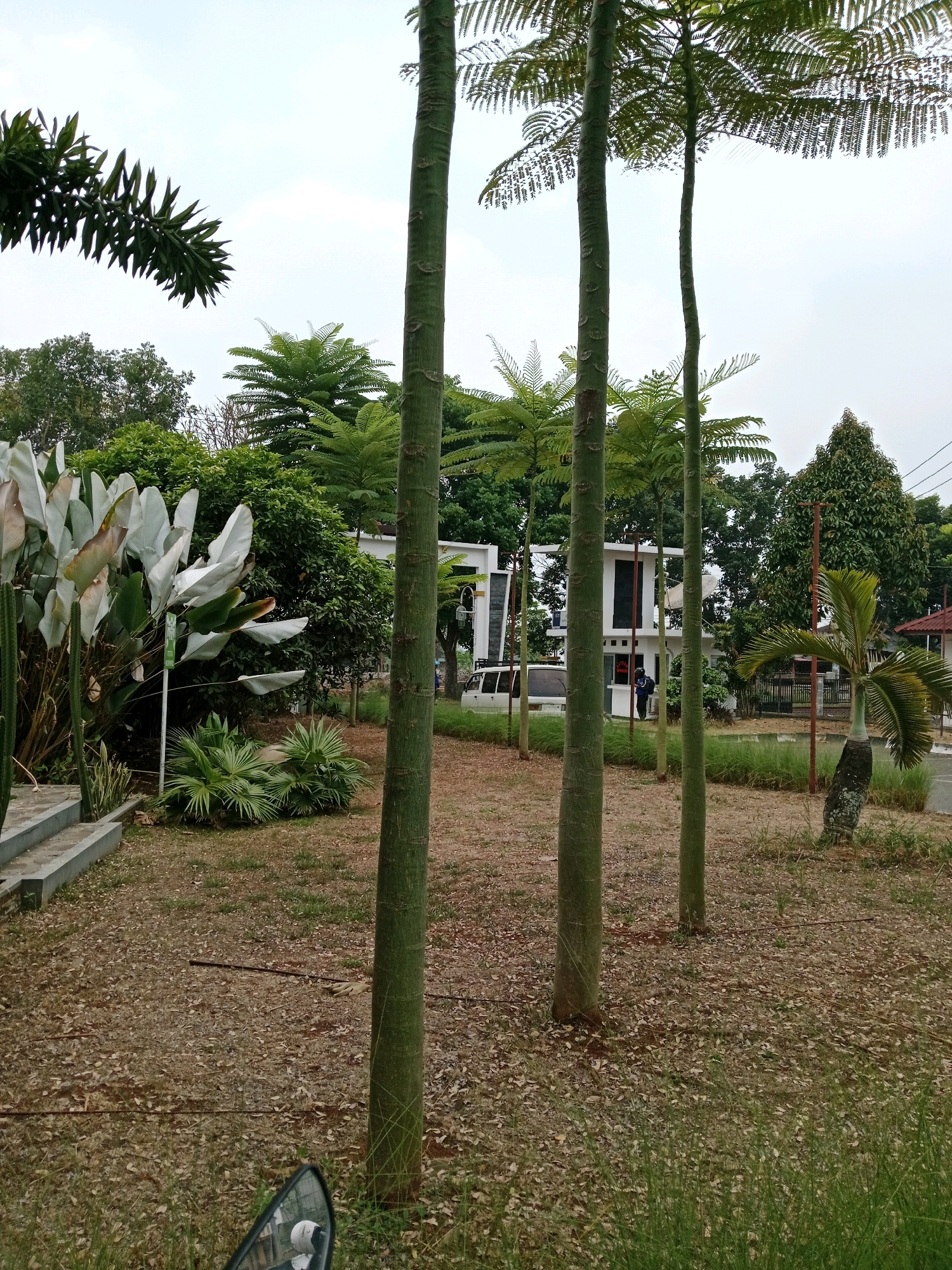 The image depicts an outdoor scene in Karangtengah, Indonesia, likely a park or the grounds of an institution. The foreground is dominated by the trunks of several tall, slender trees with segmented bark. The ground is covered with dry leaves and sparse grass. To the left, a set of concrete stairs leads up to a garden area with large, pale green, paddle-shaped leaves and spiky green plants. In the mid-ground, a white van is parked in front of a modern building with a flat roof and dark-framed windows. A person wearing dark clothing and a helmet is visible near the building's entrance. Behind the building, dense foliage and more trees form a natural backdrop. A small, bushy palm tree stands to the right of the building. The sky is overcast. A partial view of a motorcycle's rearview mirror is visible in the bottom left corner of the image, reflecting a person wearing a white helmet.